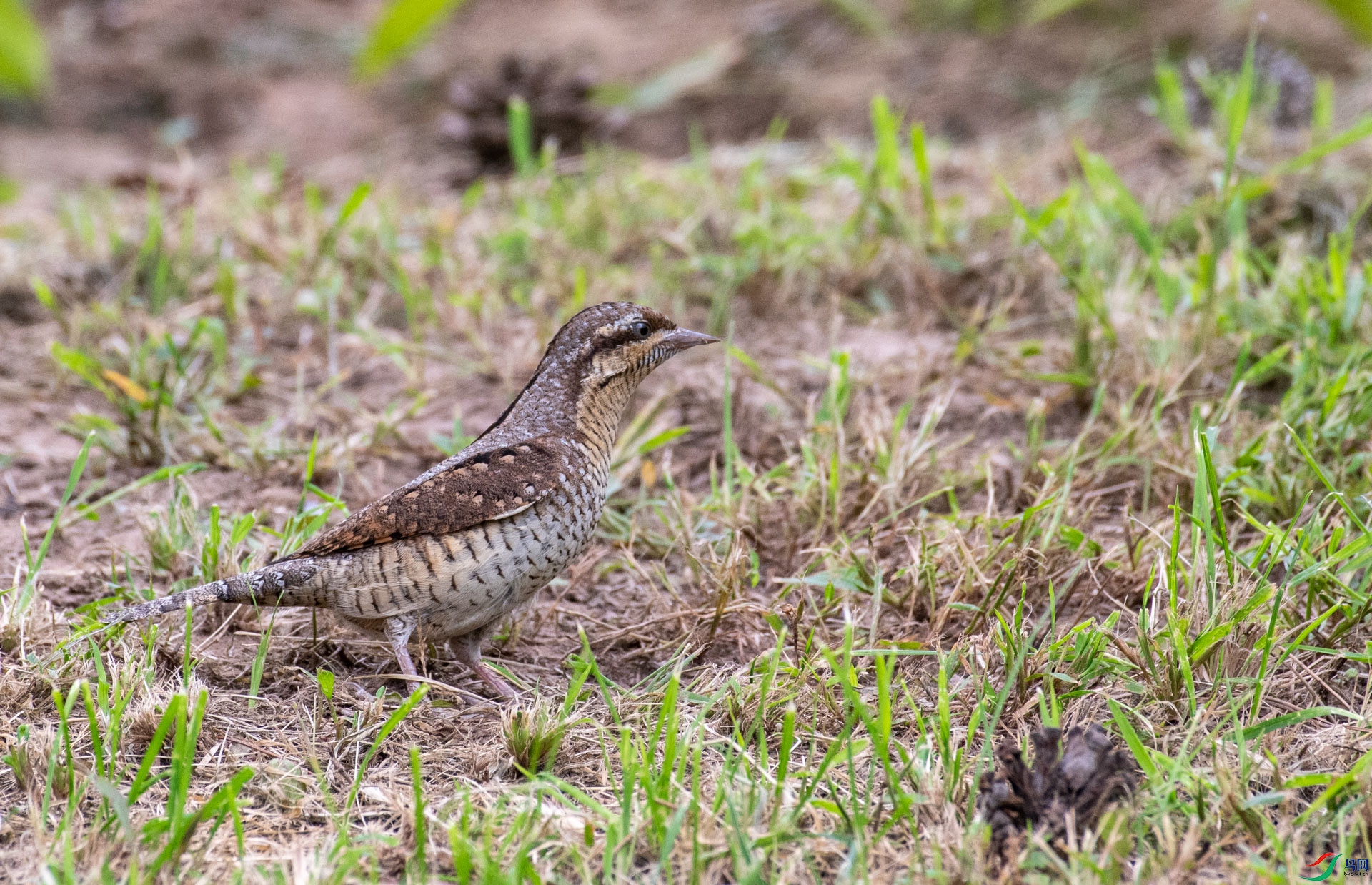 DSC_6946.jpg