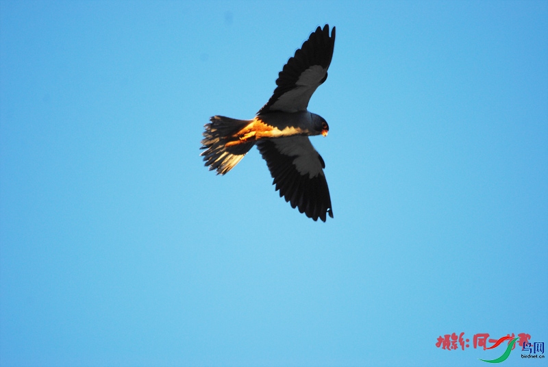 DSC_2964.jpg
