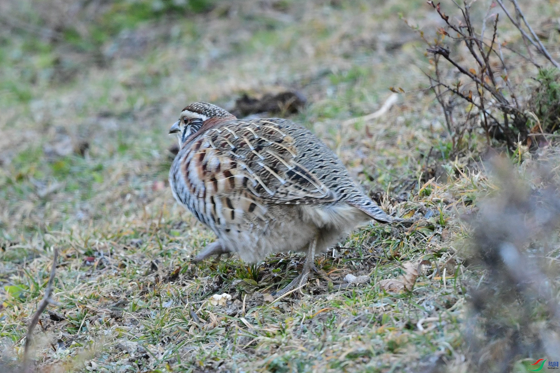 DSC_7062�ຣ.jpg