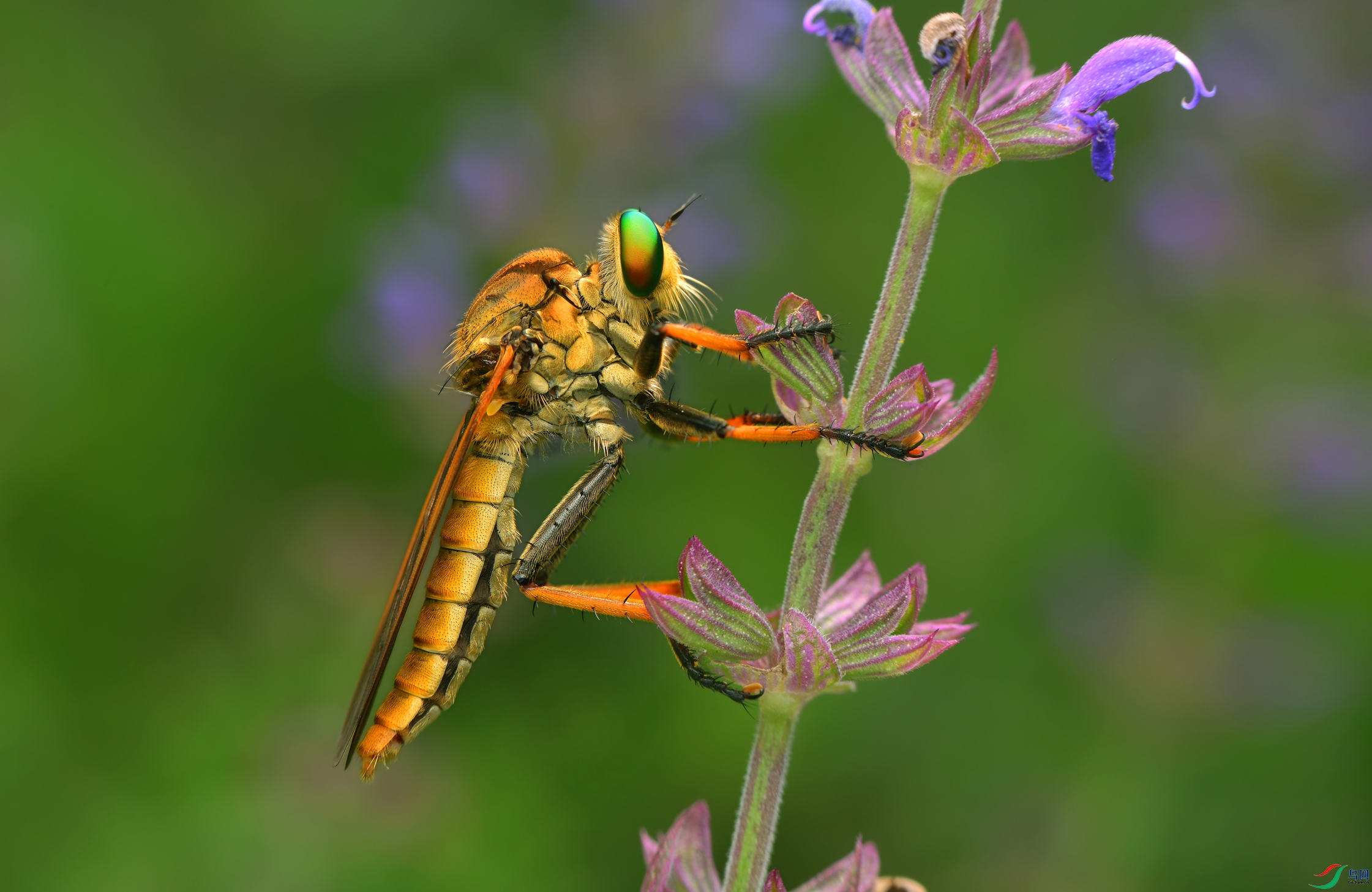 DSC_9772 ����.. ����.jpg