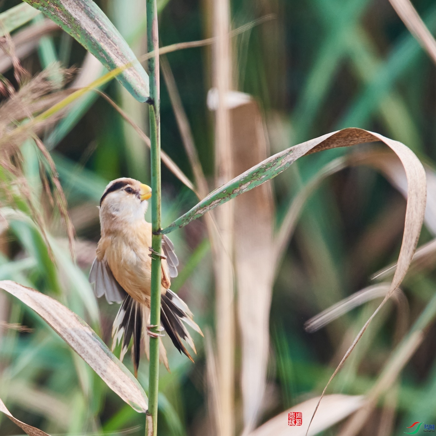 DSC_7245_����.jpg