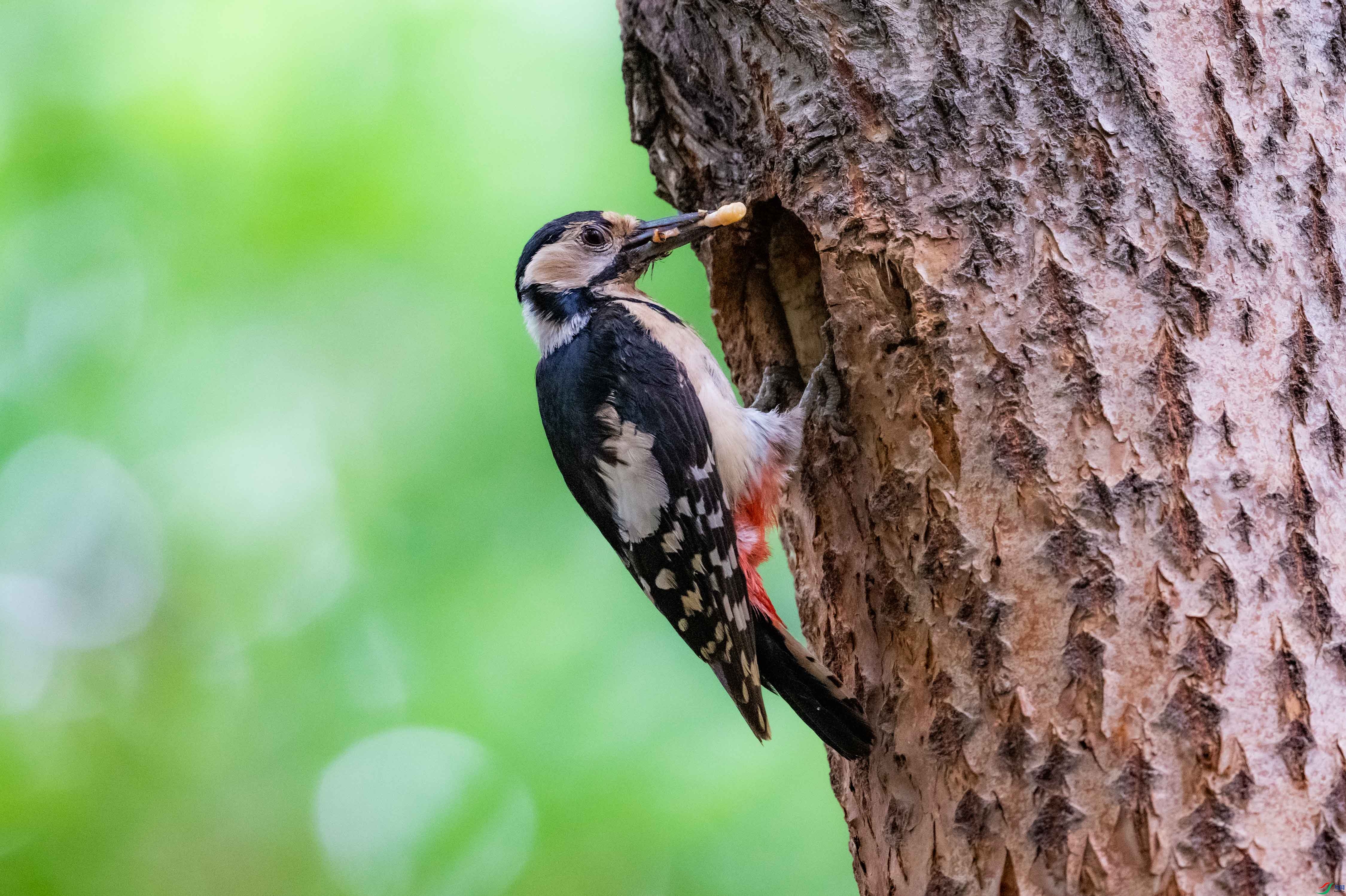 �����ľ��