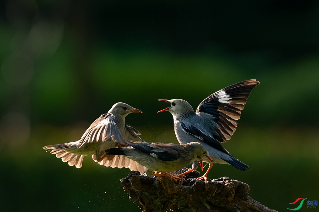 DSC_6071_DxOa.jpg
