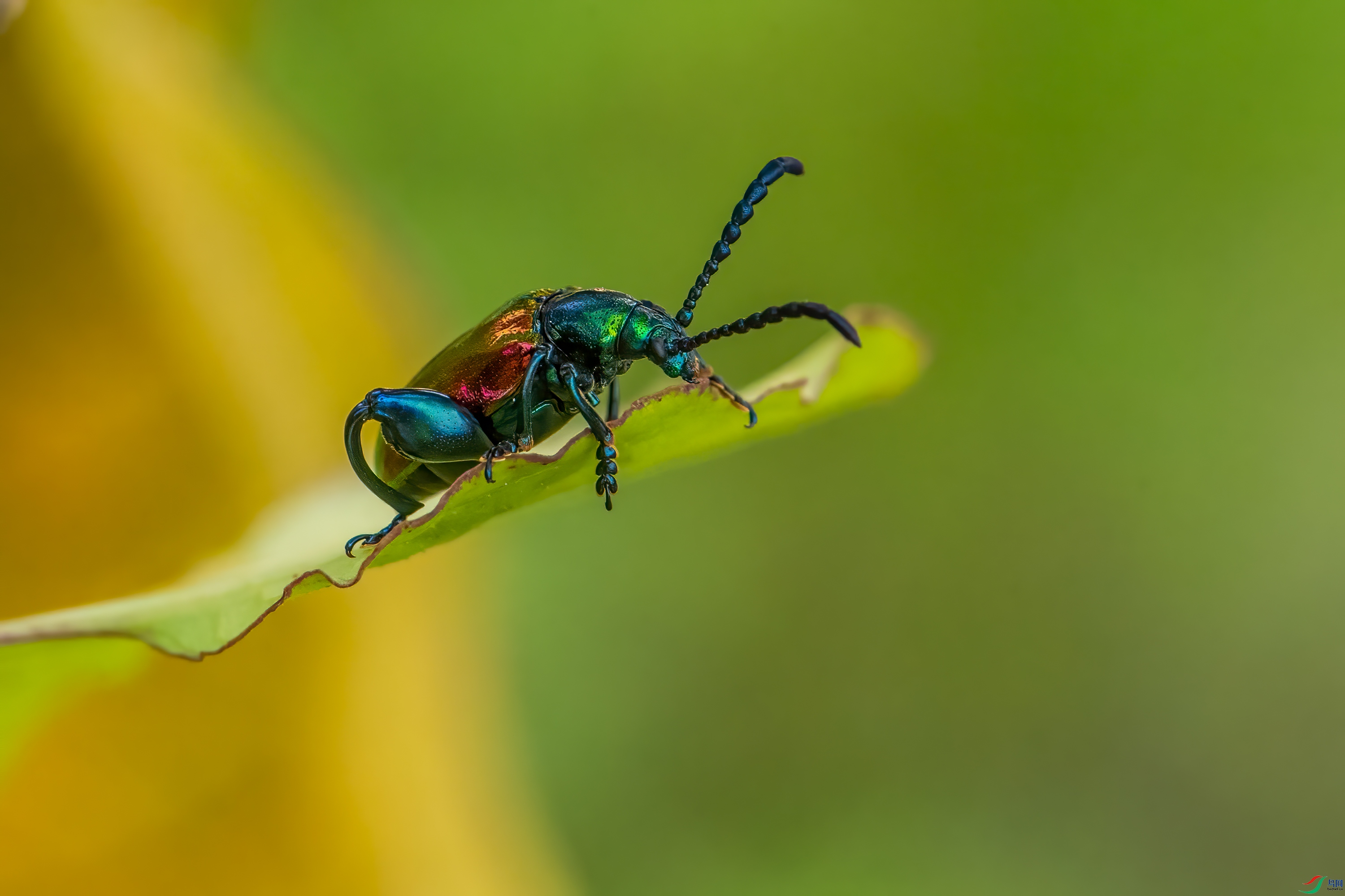 DSC_4634_1.jpg