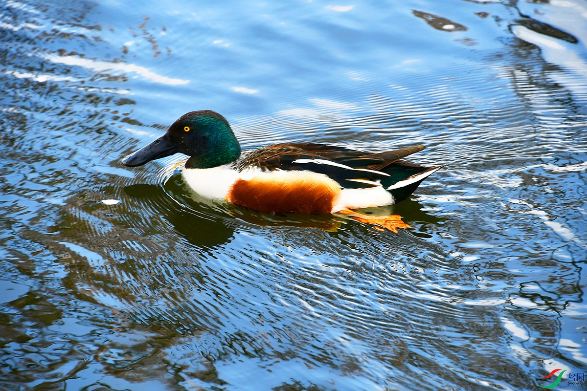DSC_9915_.jpg