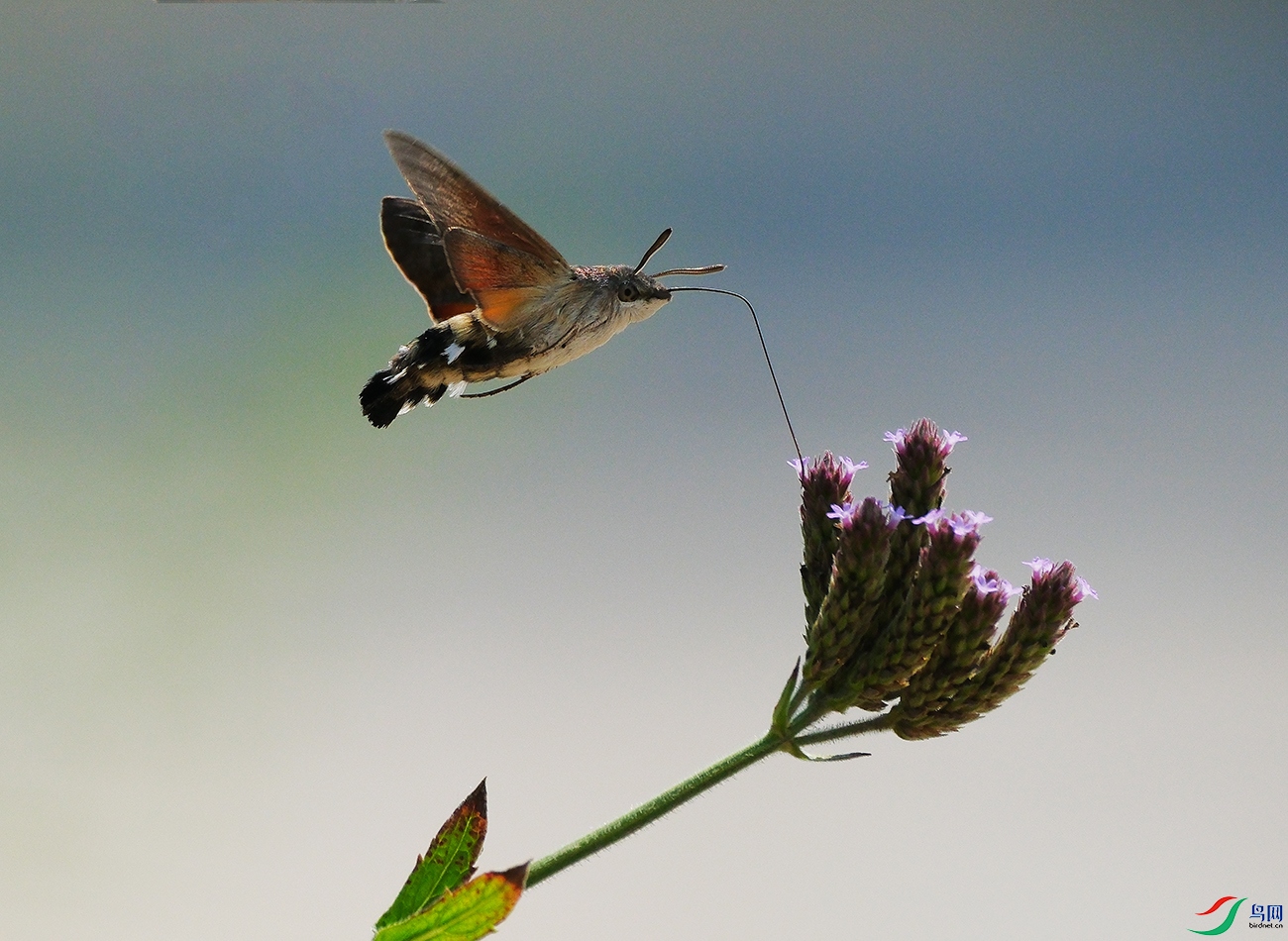 DSCF9278.JPG