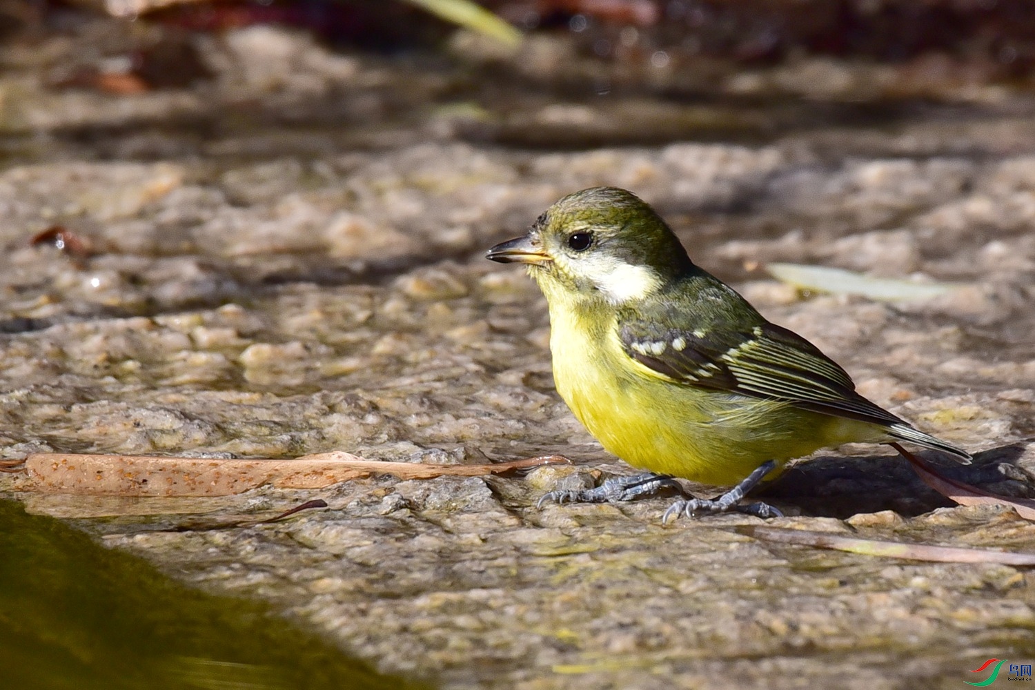DSC_8682.JPG