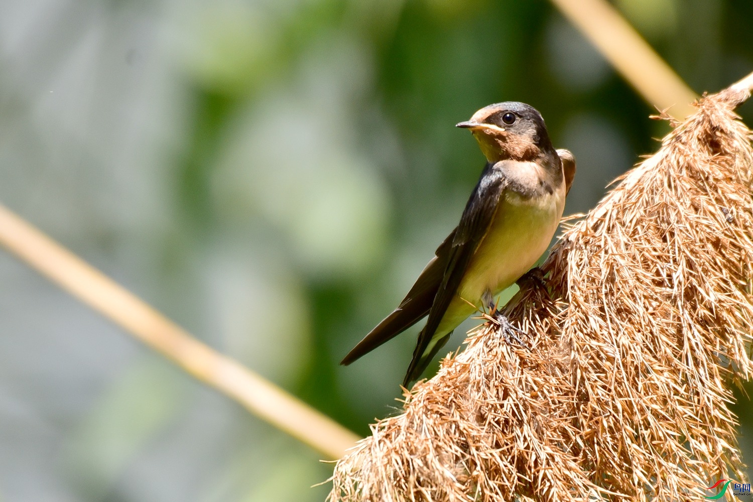 DSC_6346.JPG