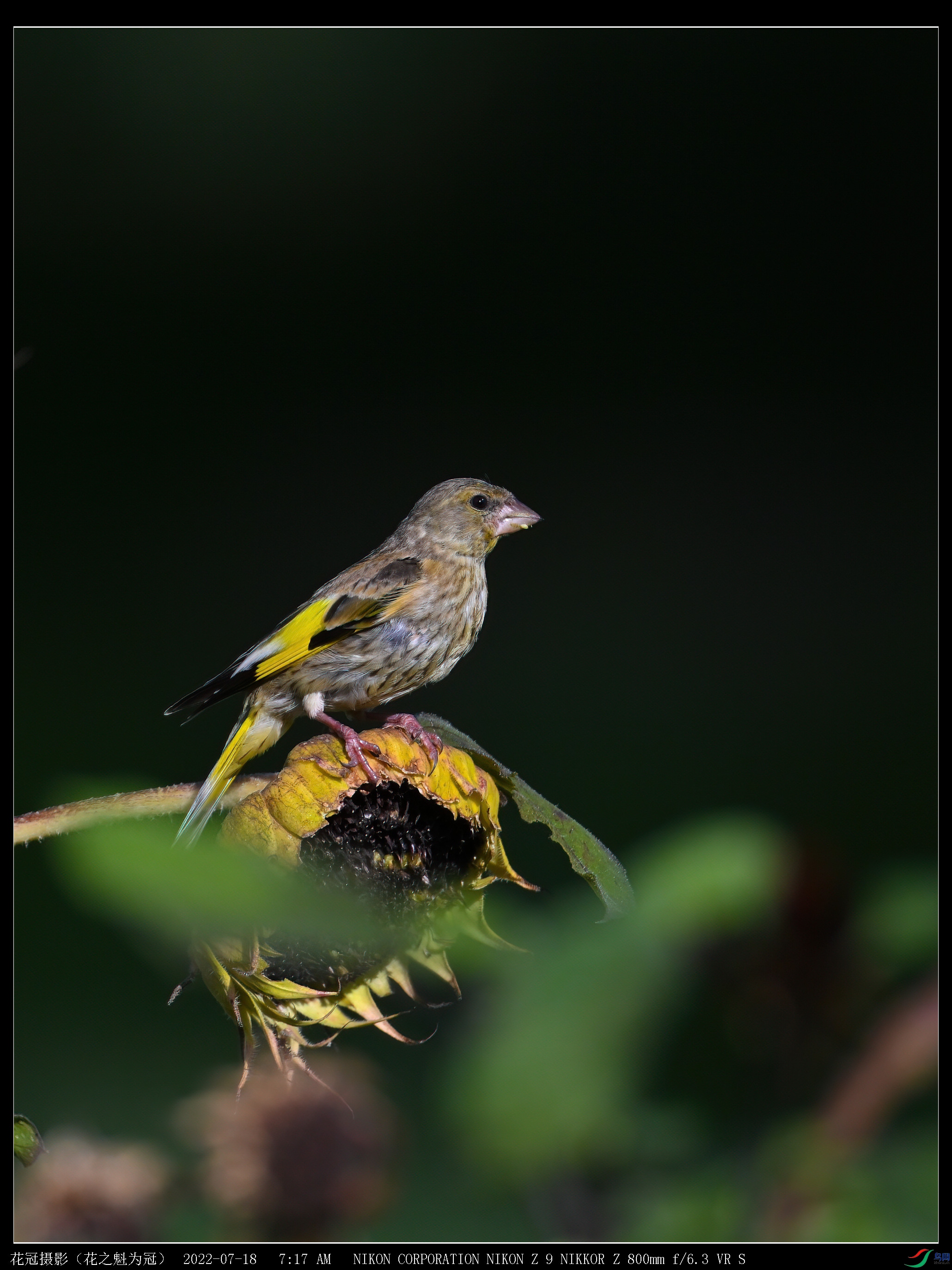 DSC_3346B-2-DeNoiseAI-low-light_����.jpg