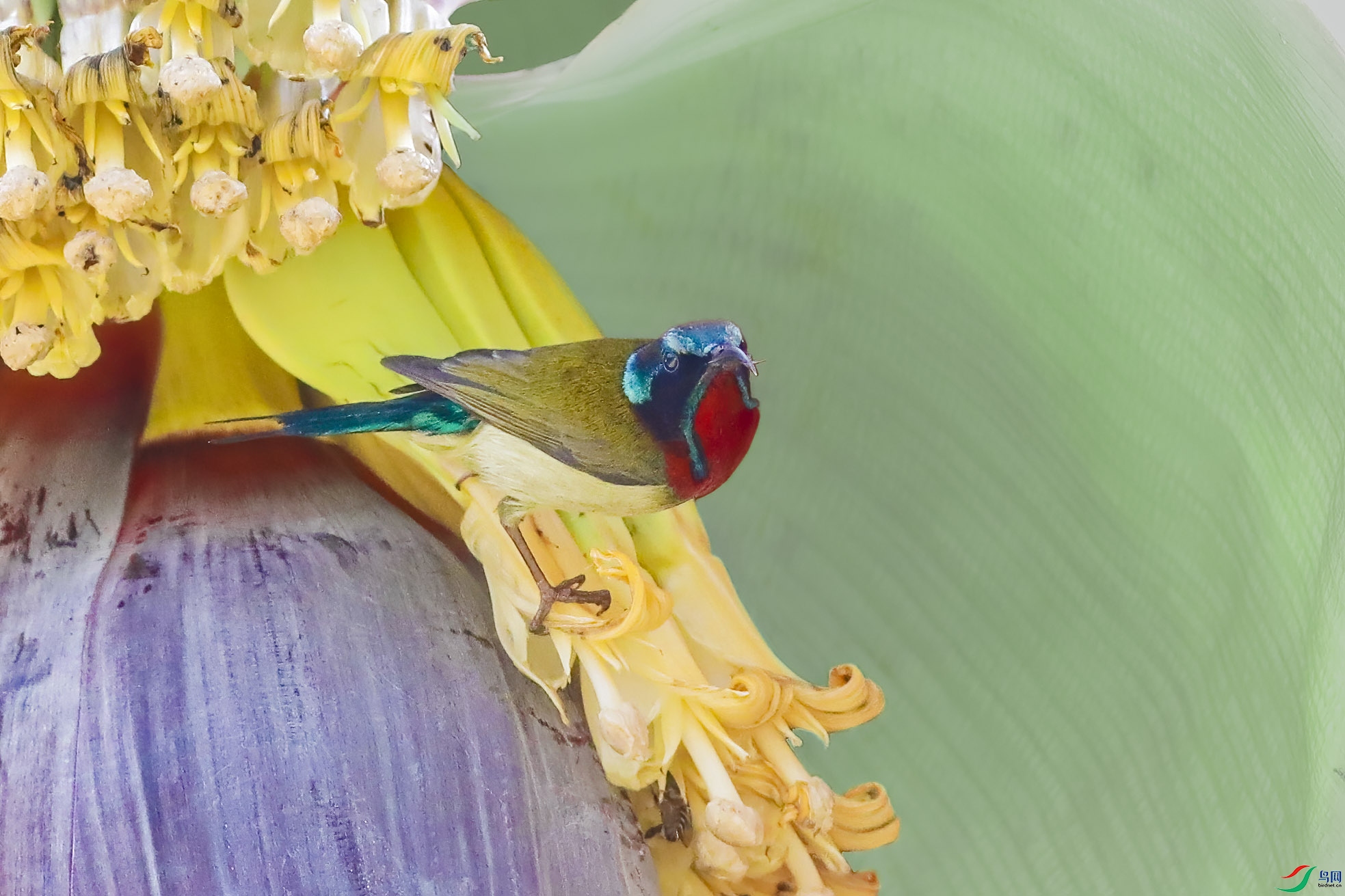 ��β̫����