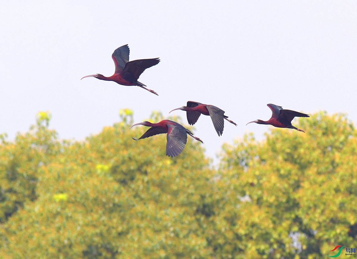 ��Ƭ 1283 - ���� - ����.jpg