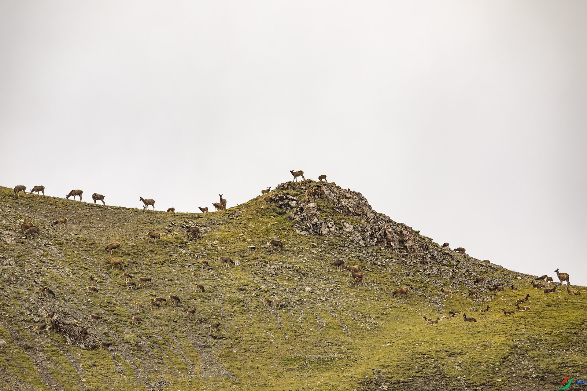 1G7A9993-2.jpg
