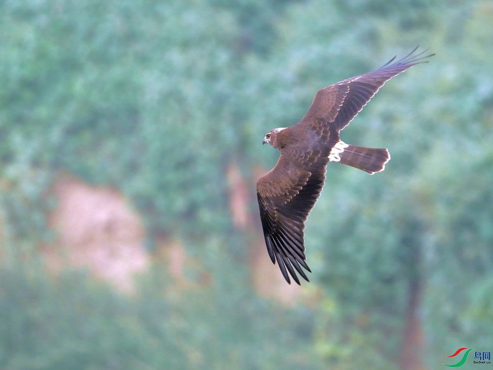 P8980078 - ���� - ����.JPG