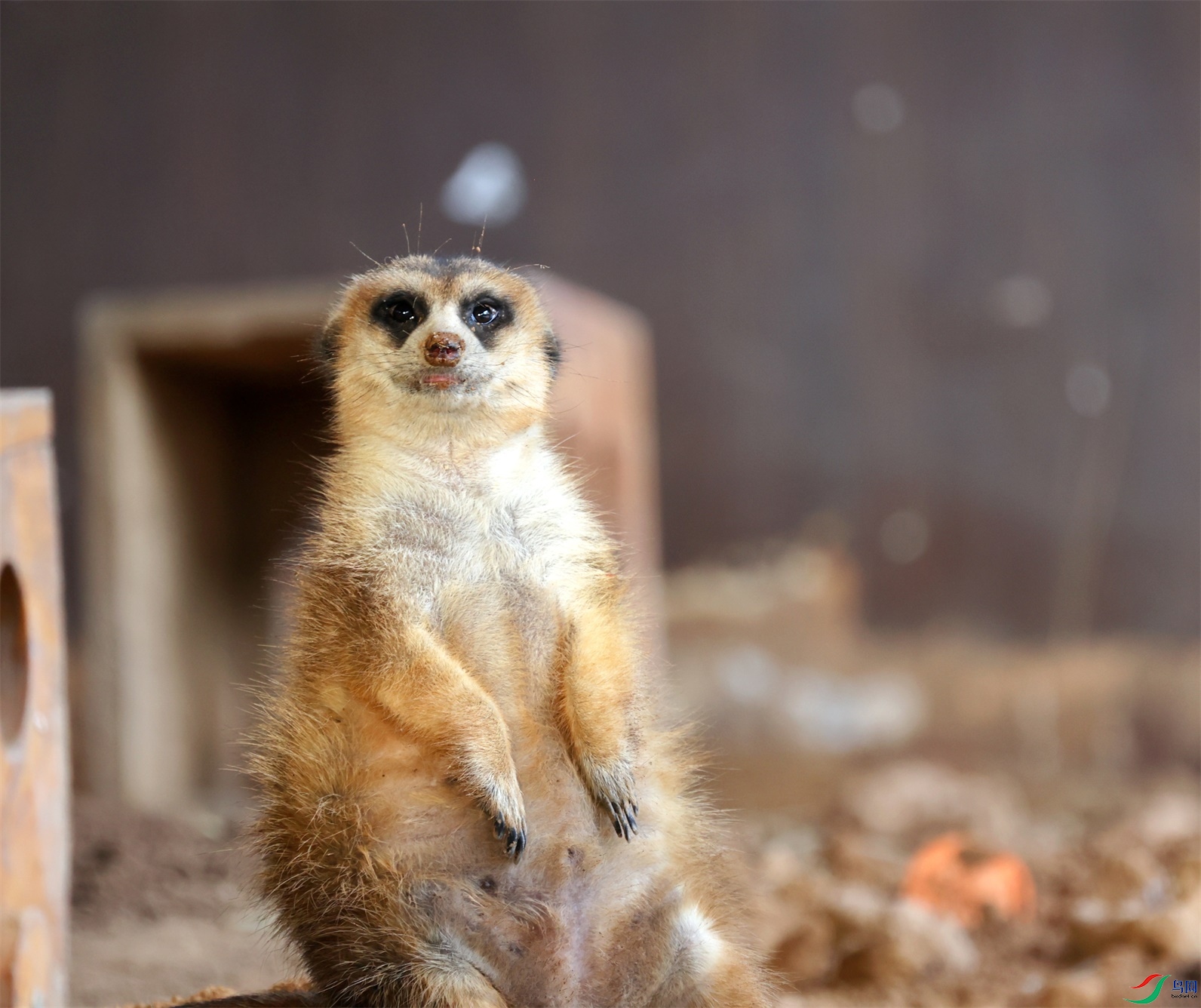 ����-ϸβ�B