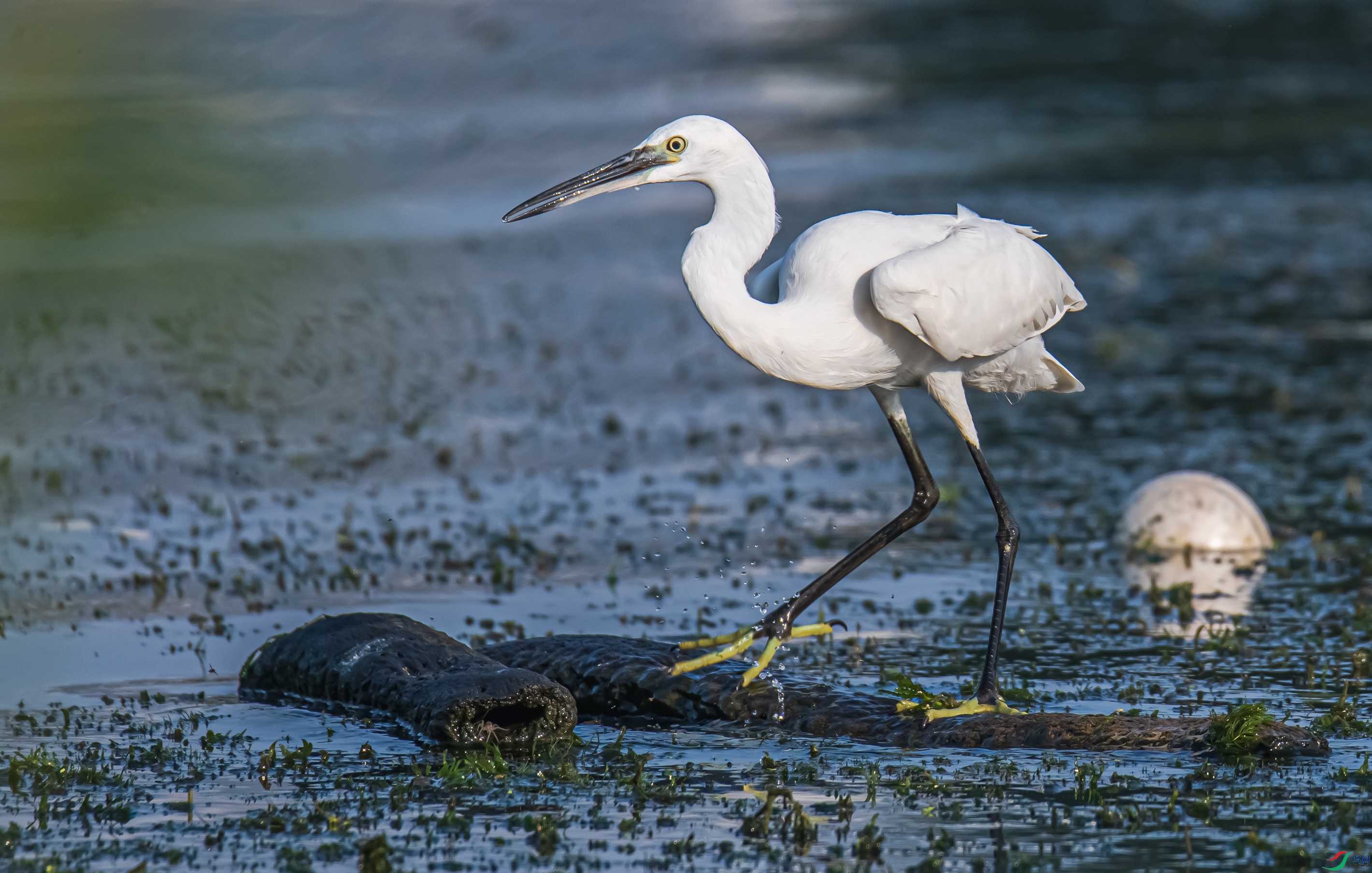 DSC_7774.jpg