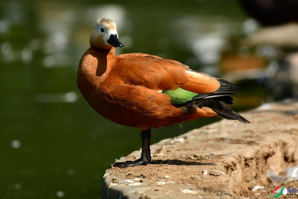 conew_dsc_1575.jpg