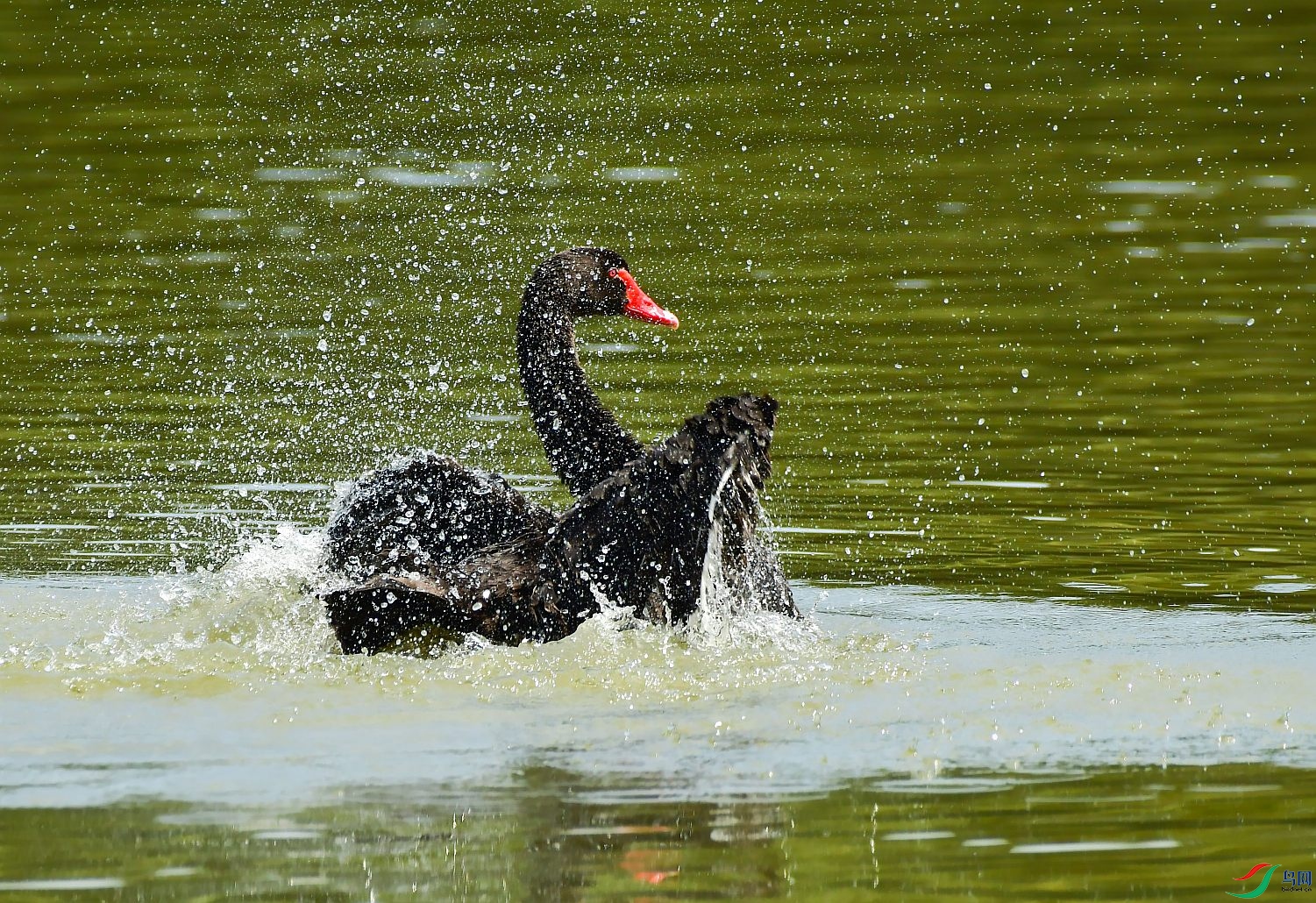 DSC_2309---_conew1.jpg