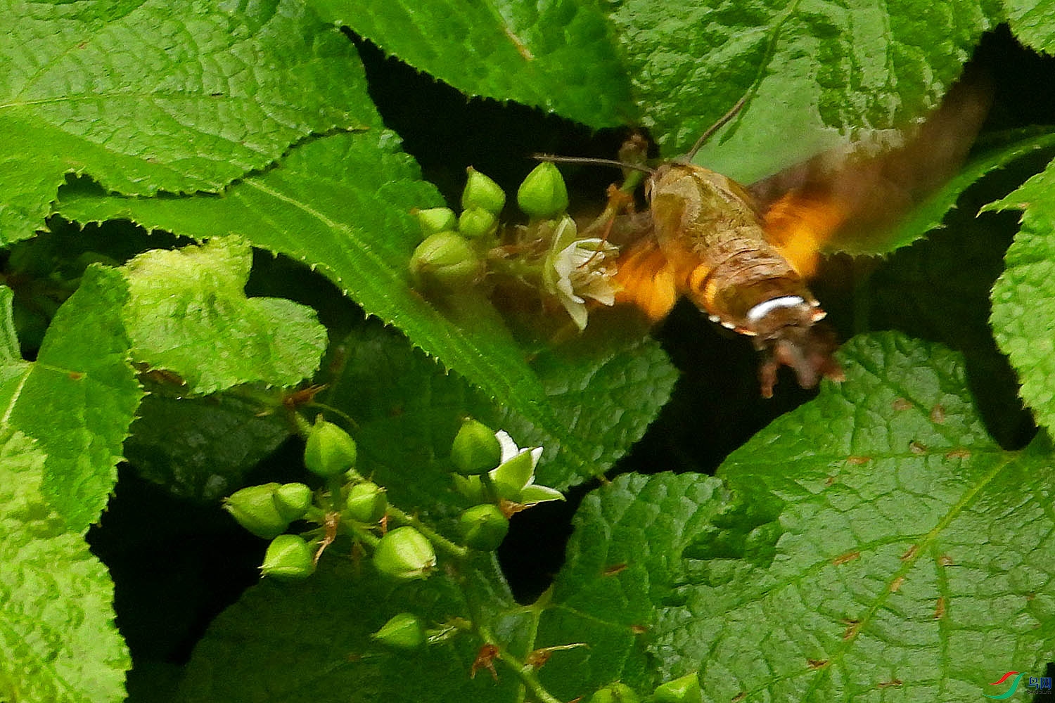 DSCN5471.jpg
