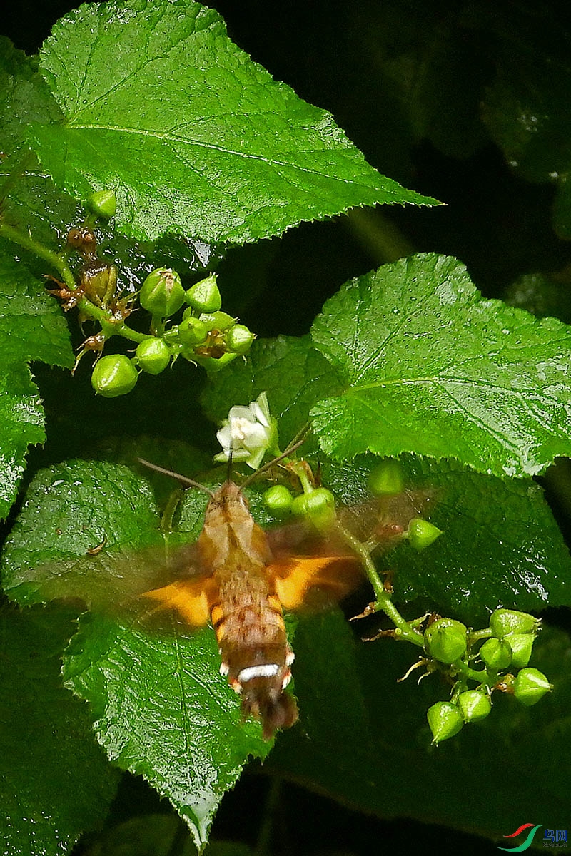 DSCN5502.jpg