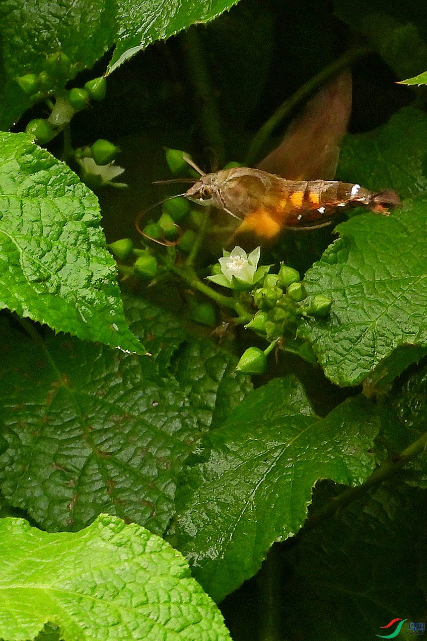 DSCN5505.jpg