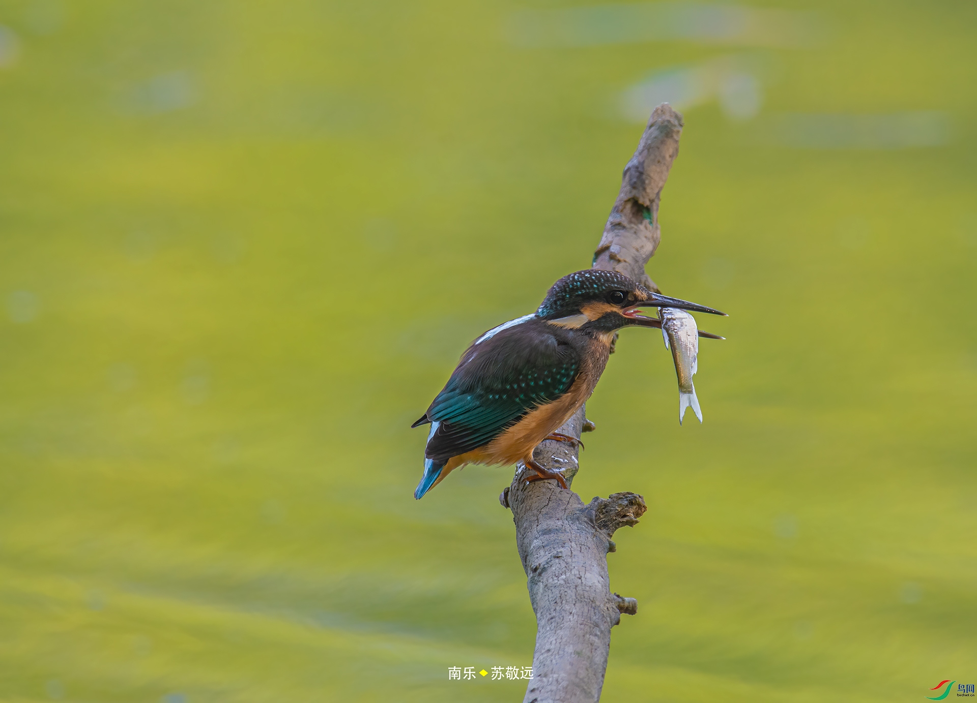 _DSC8036С.jpg
