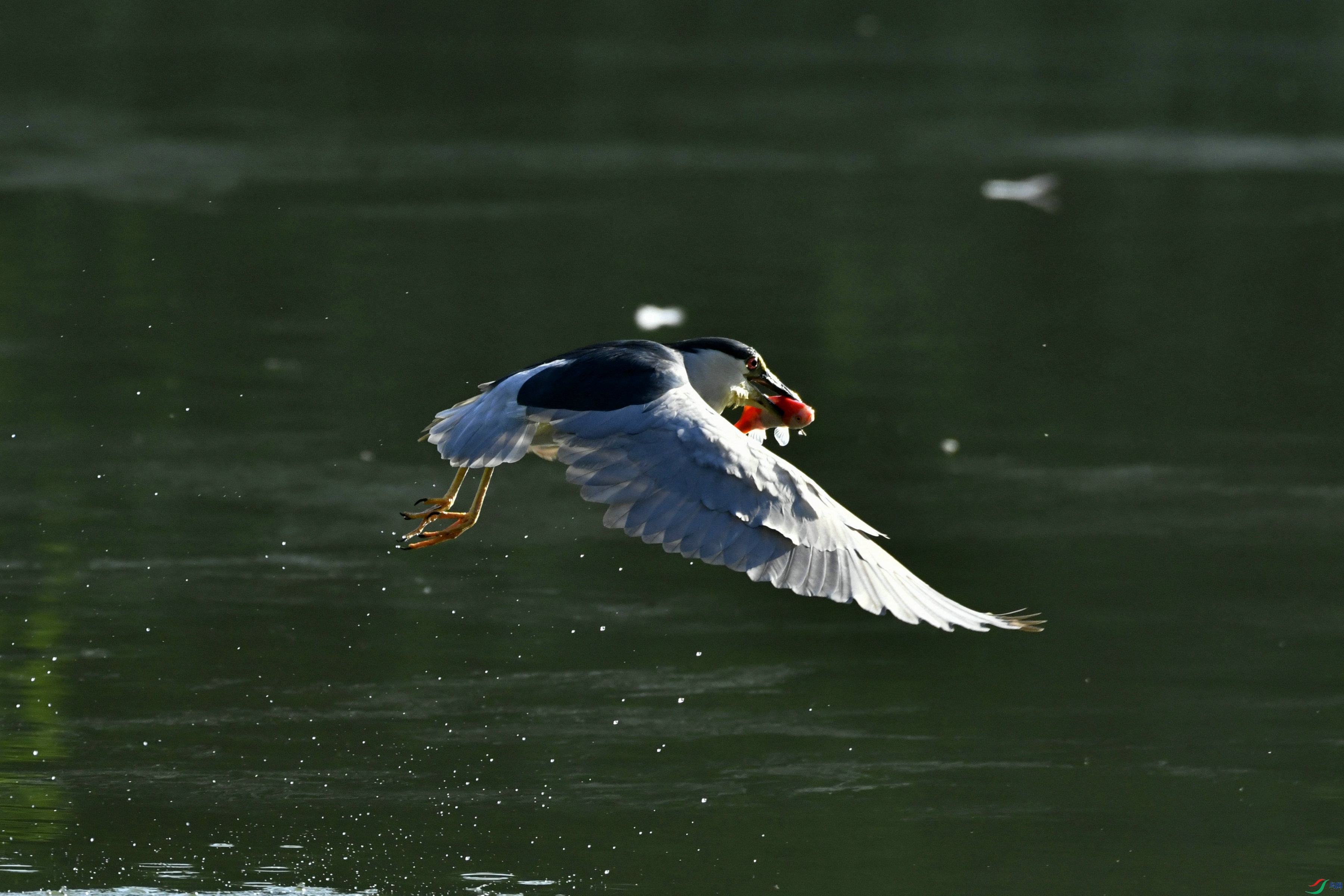 _DSC8548.JPG