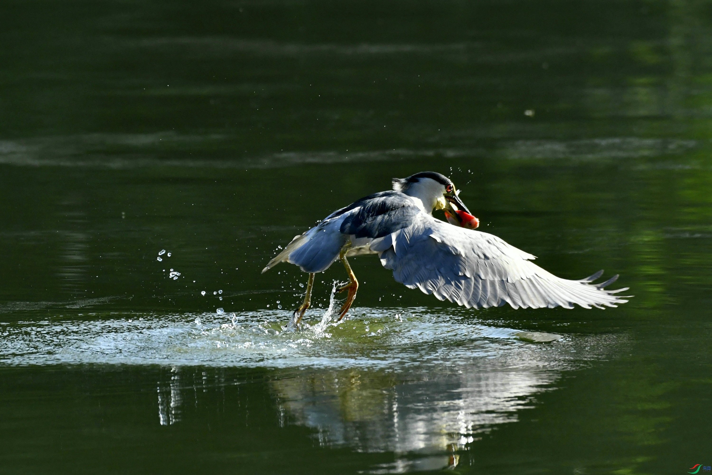 _DSC8544.JPG