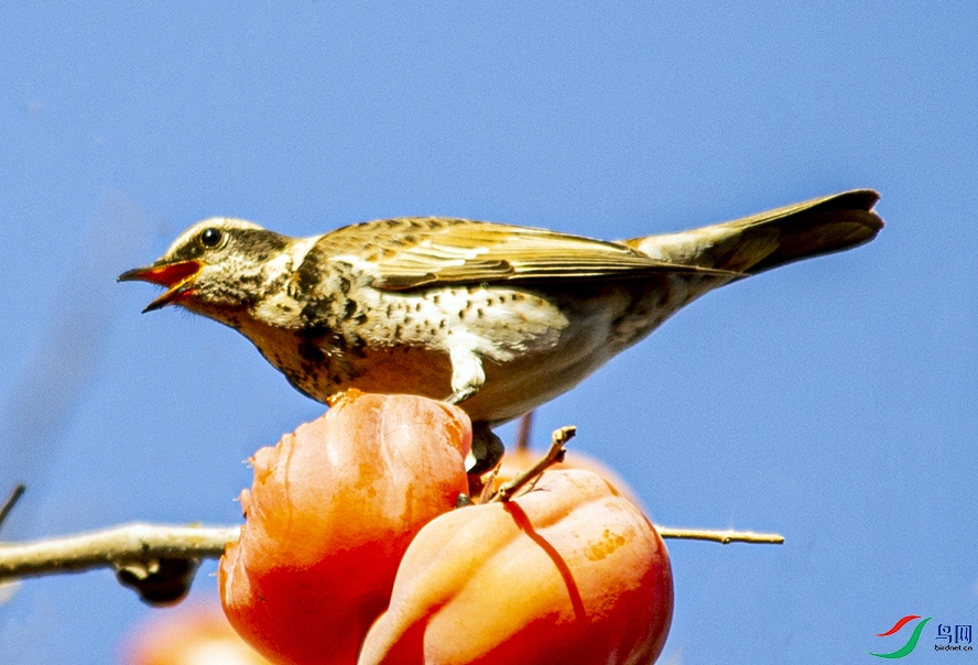 _DSC3064 ����.jpg