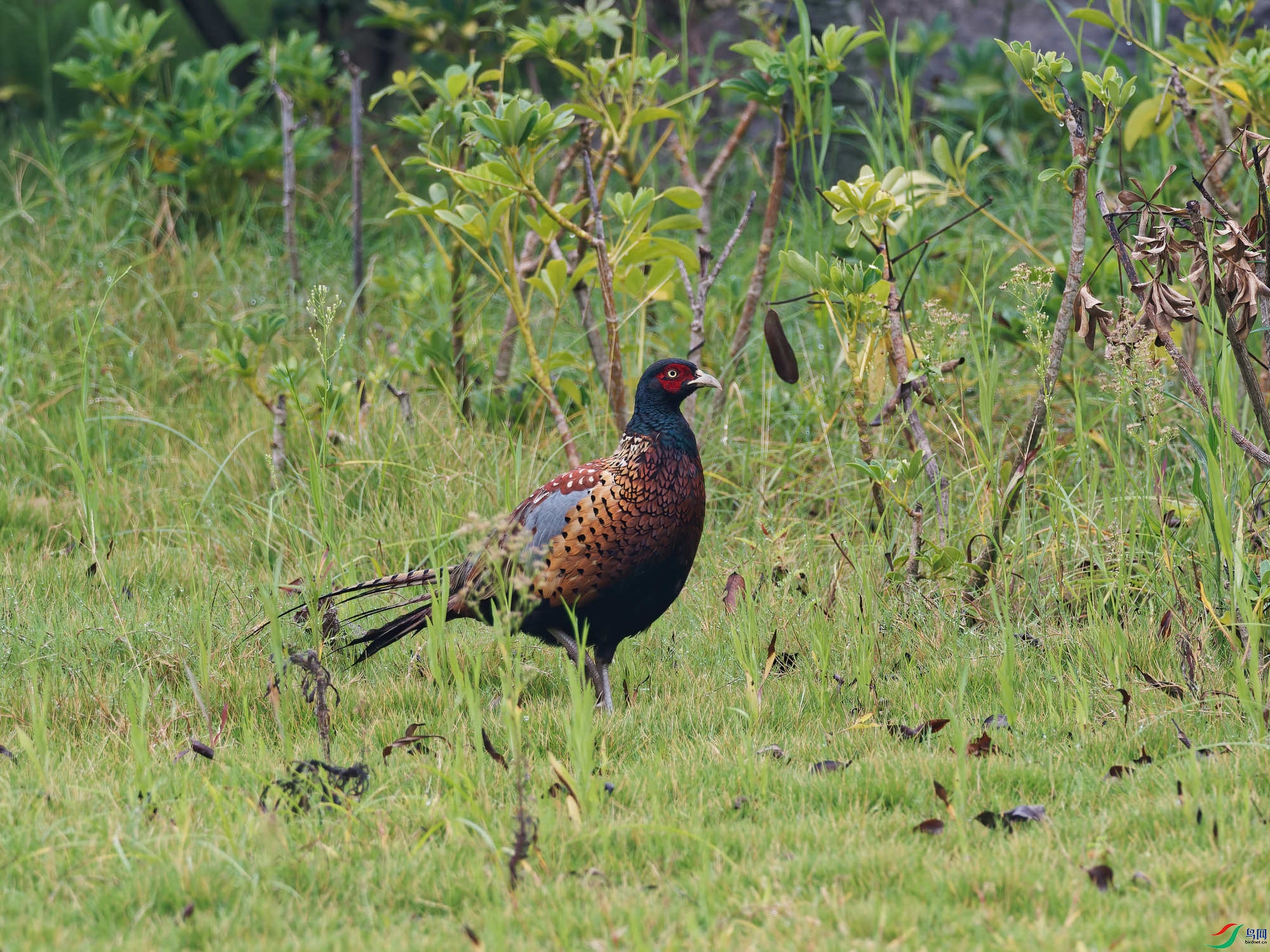P9160003_DxO-d2.jpg
