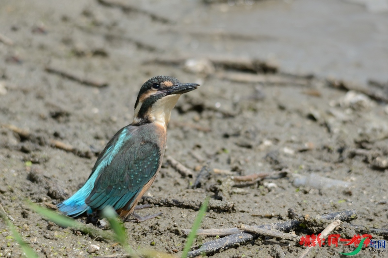 DSC_3652.jpg