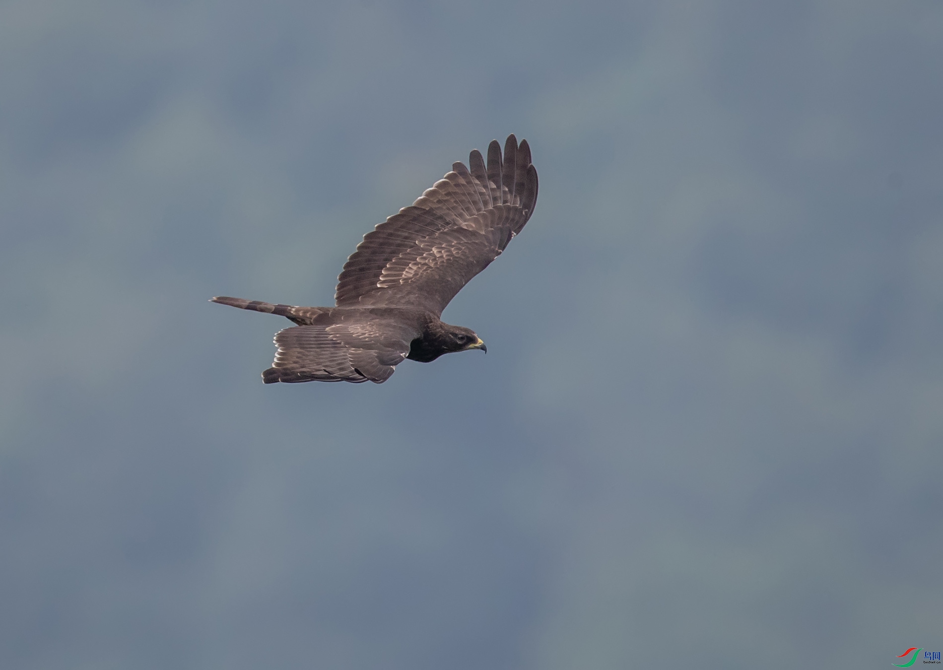 AW2I8091n1.jpg