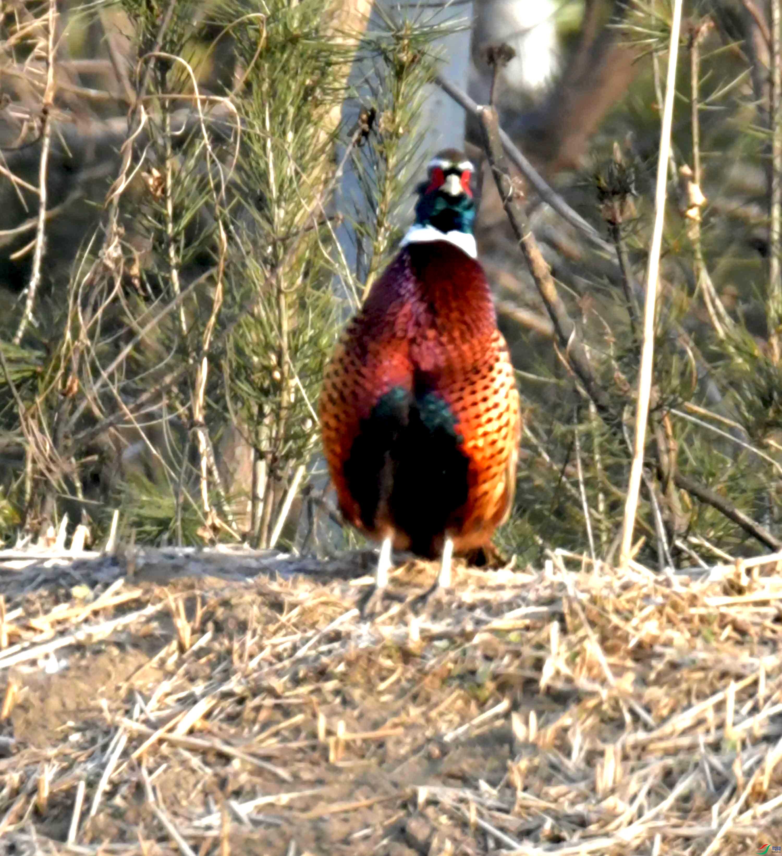 DSC_9995.JPG