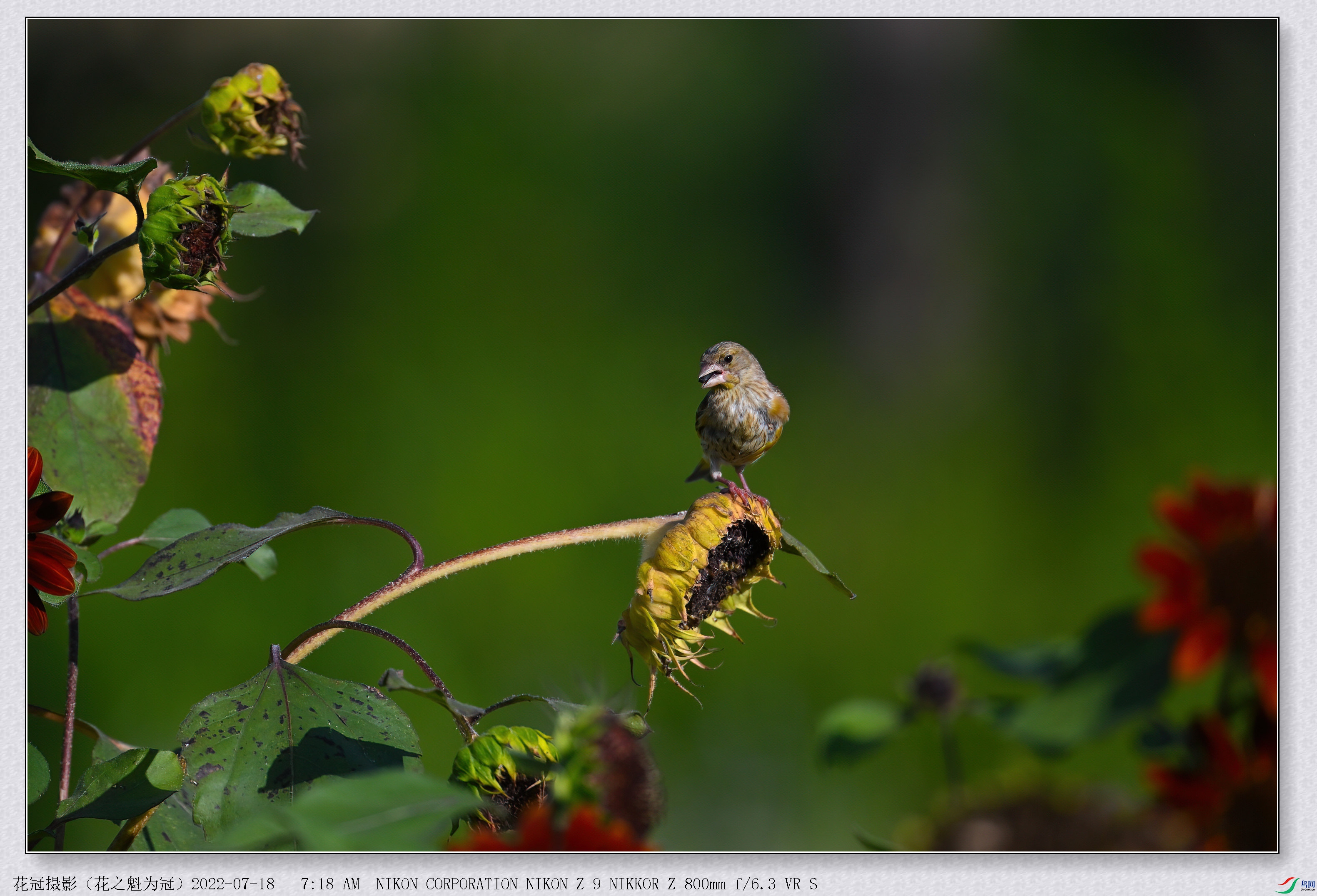 DSC_3362B-1-DeNoiseAI-low-light_����.jpg