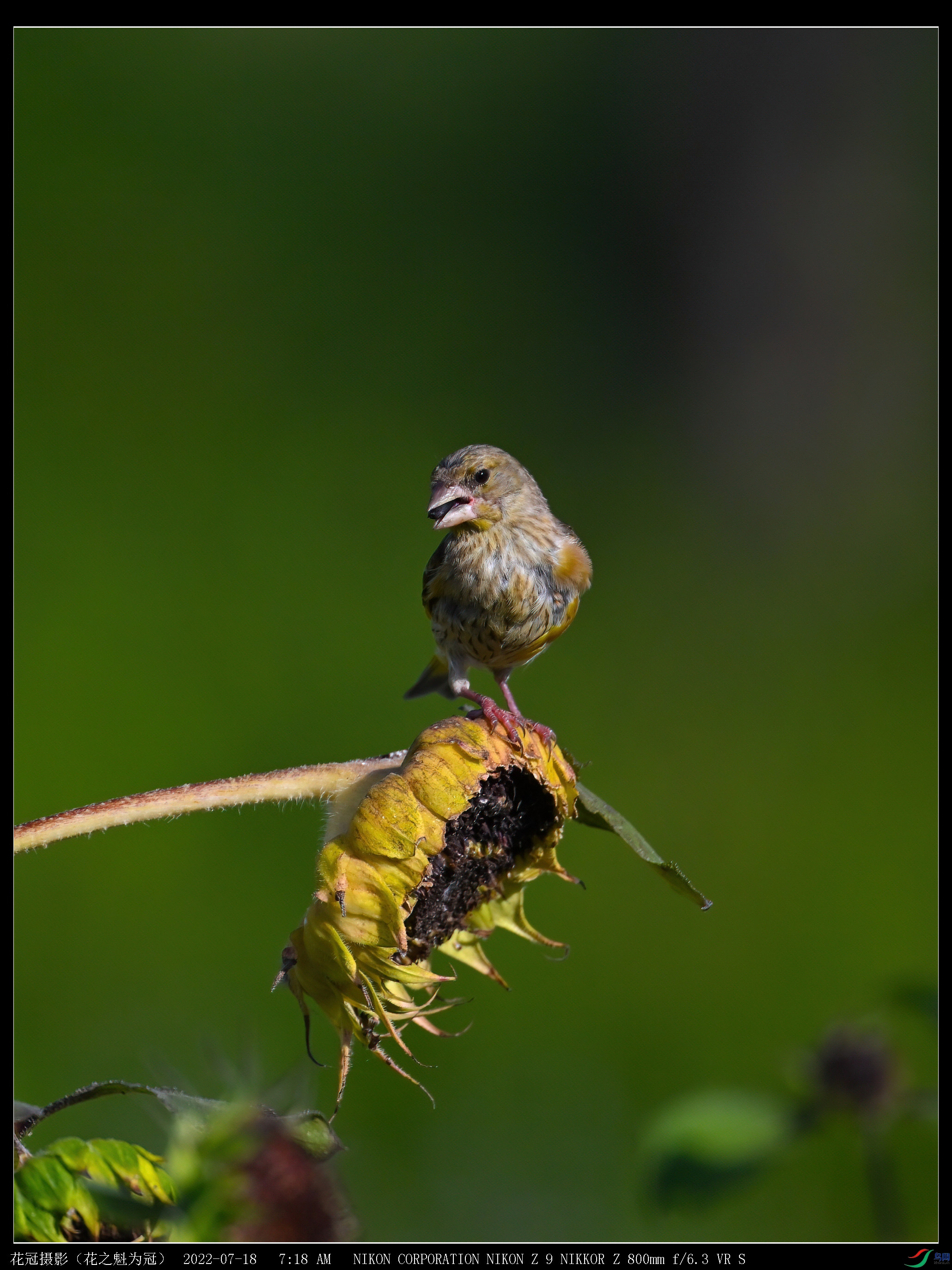 DSC_3362B-2-DeNoiseAI-low-light_����.jpg