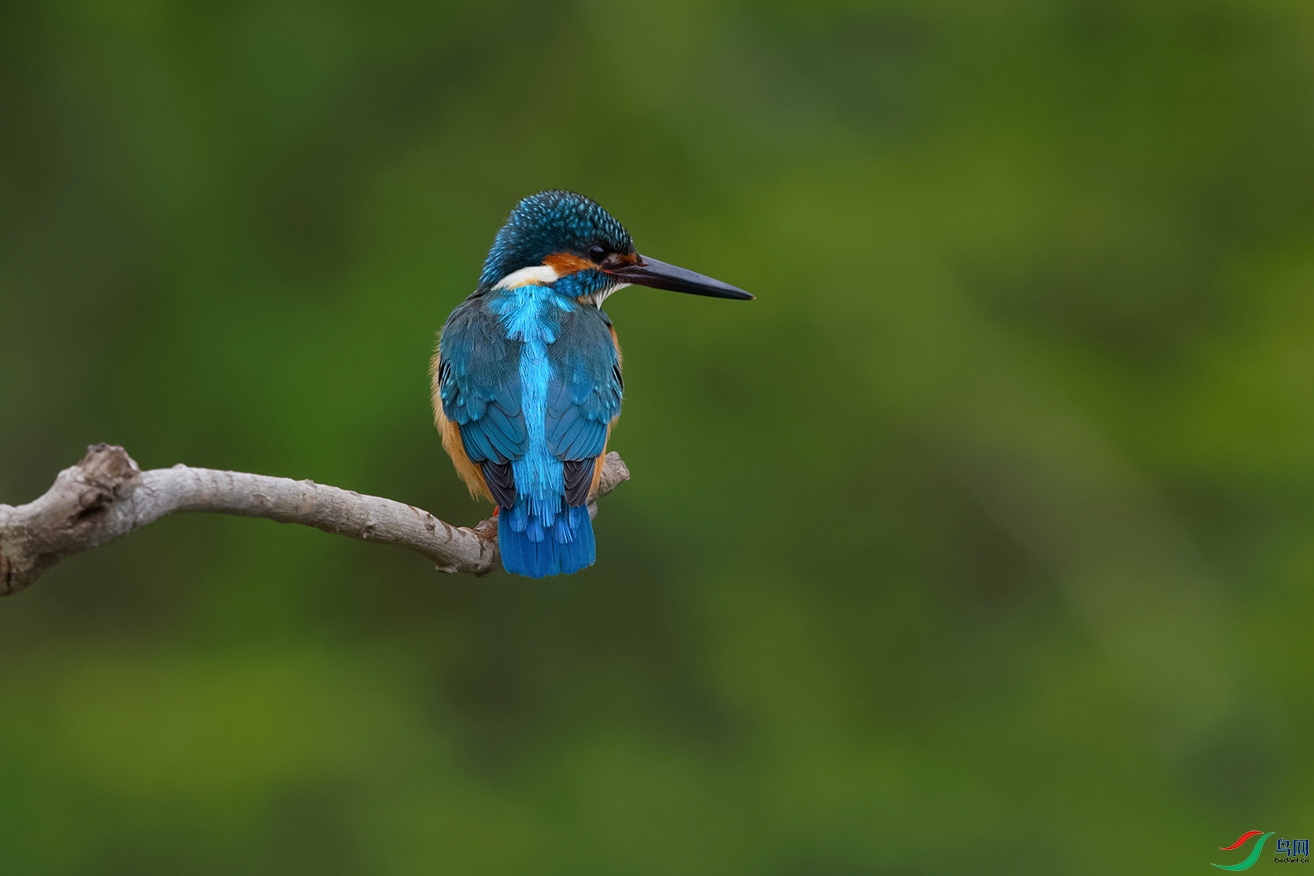 DSC_9551_DxOa.jpg