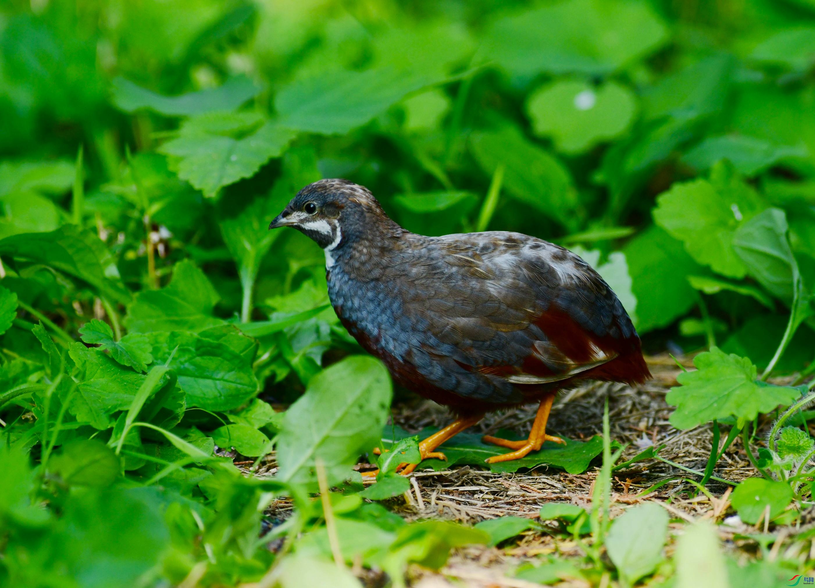 DSC_7580.JPG
