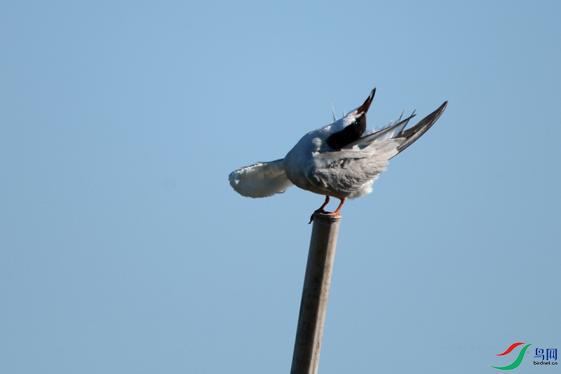 DSC_4604.jpg
