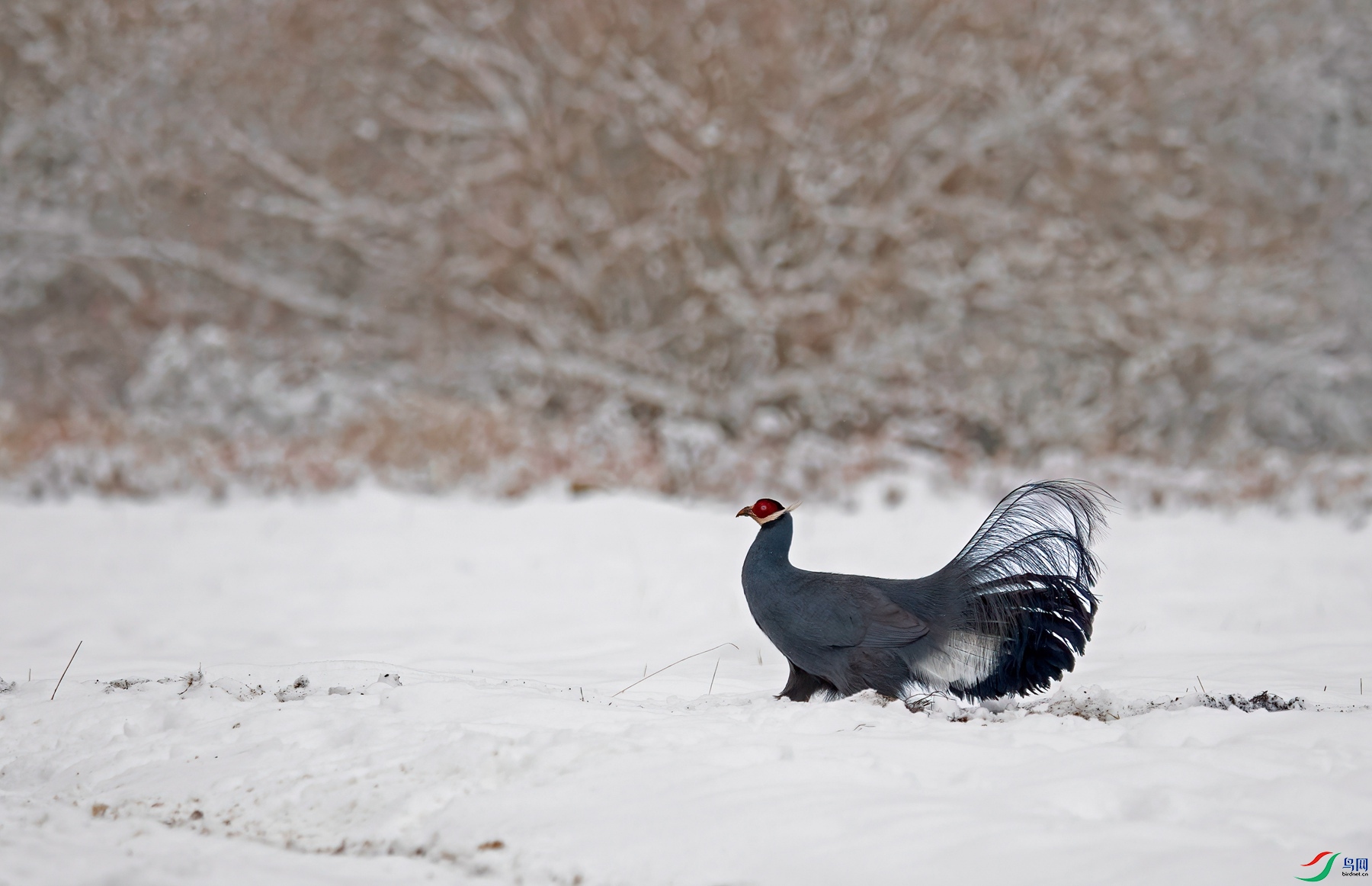 DSC_2893-DeNoiseAI-clear_����.jpg