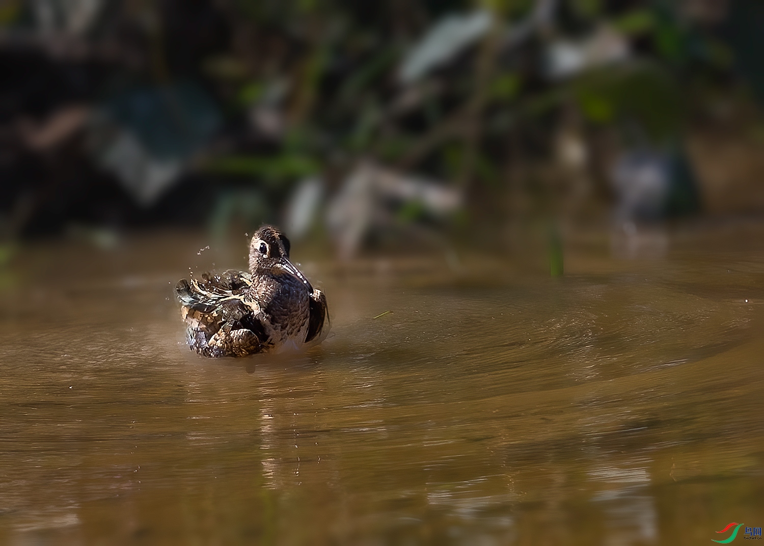 DSC_8480-2.jpg