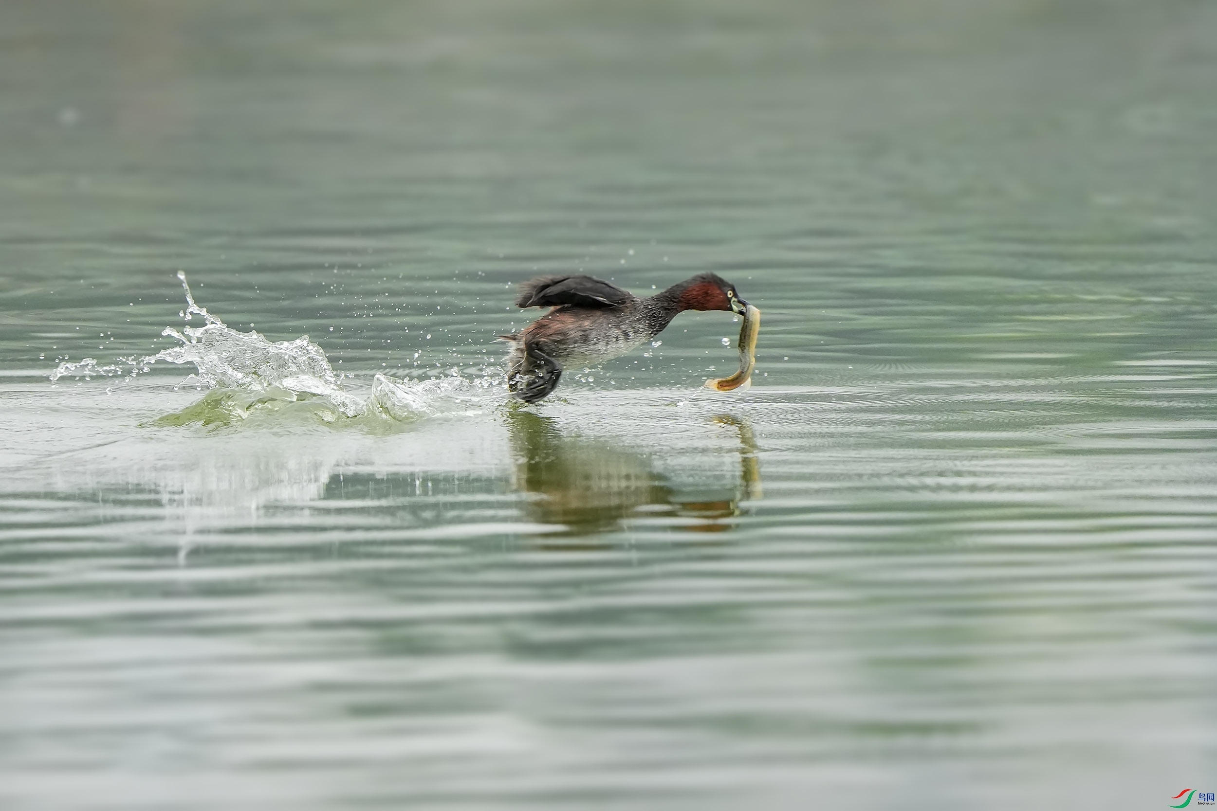 DSC00229 ����.jpg