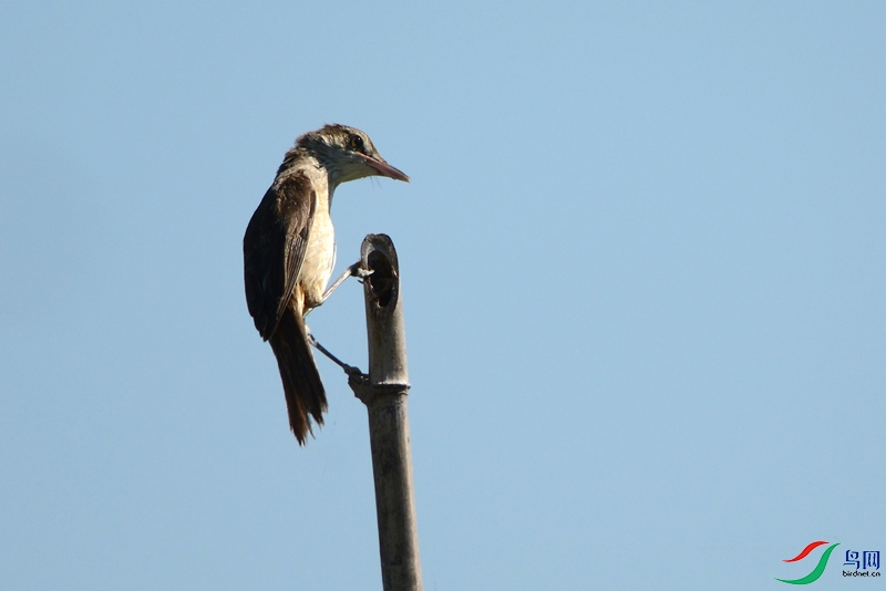 DSC_4935.jpg