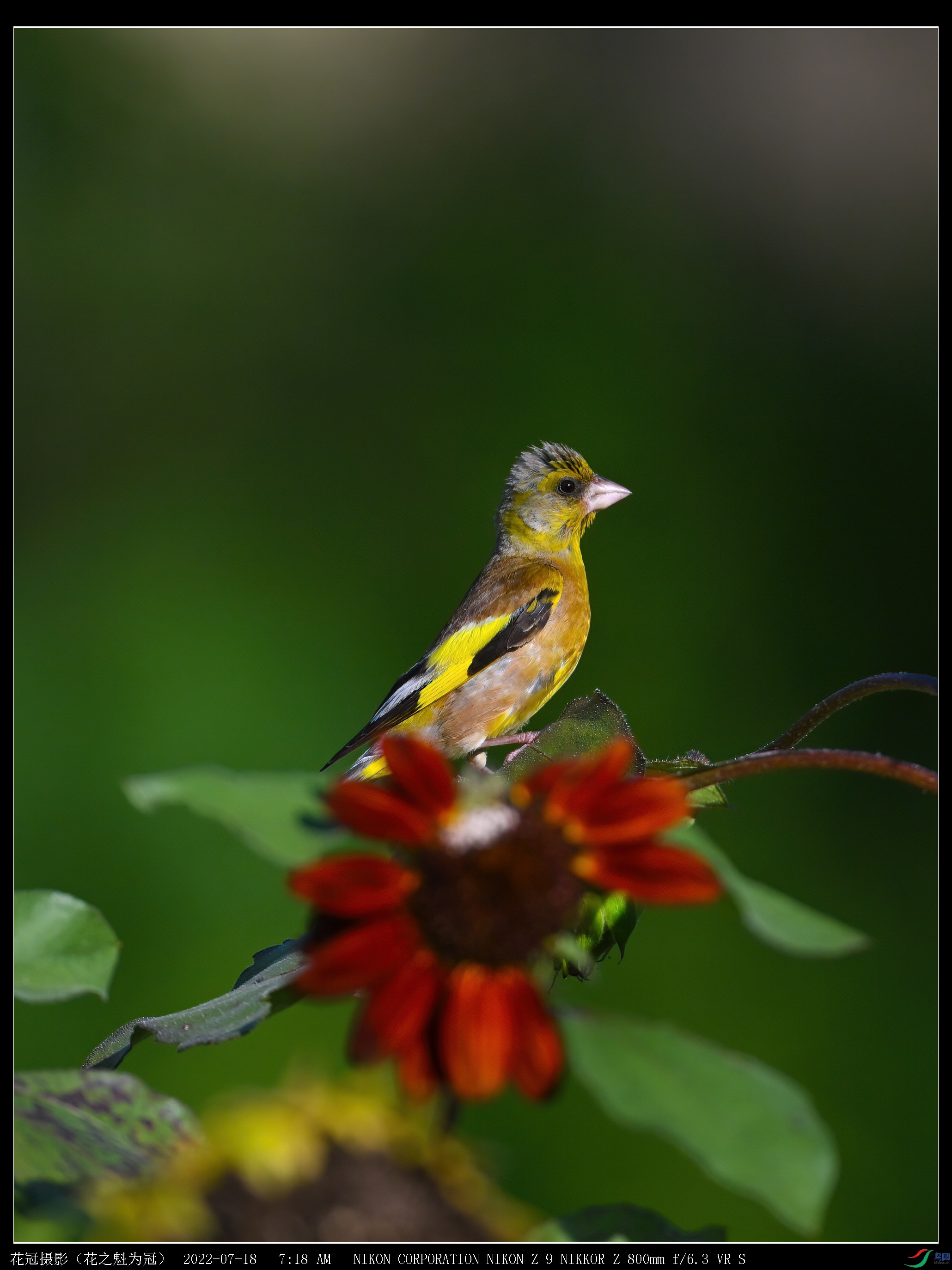 DSC_3441B-2-DeNoiseAI-low-light_����.jpg