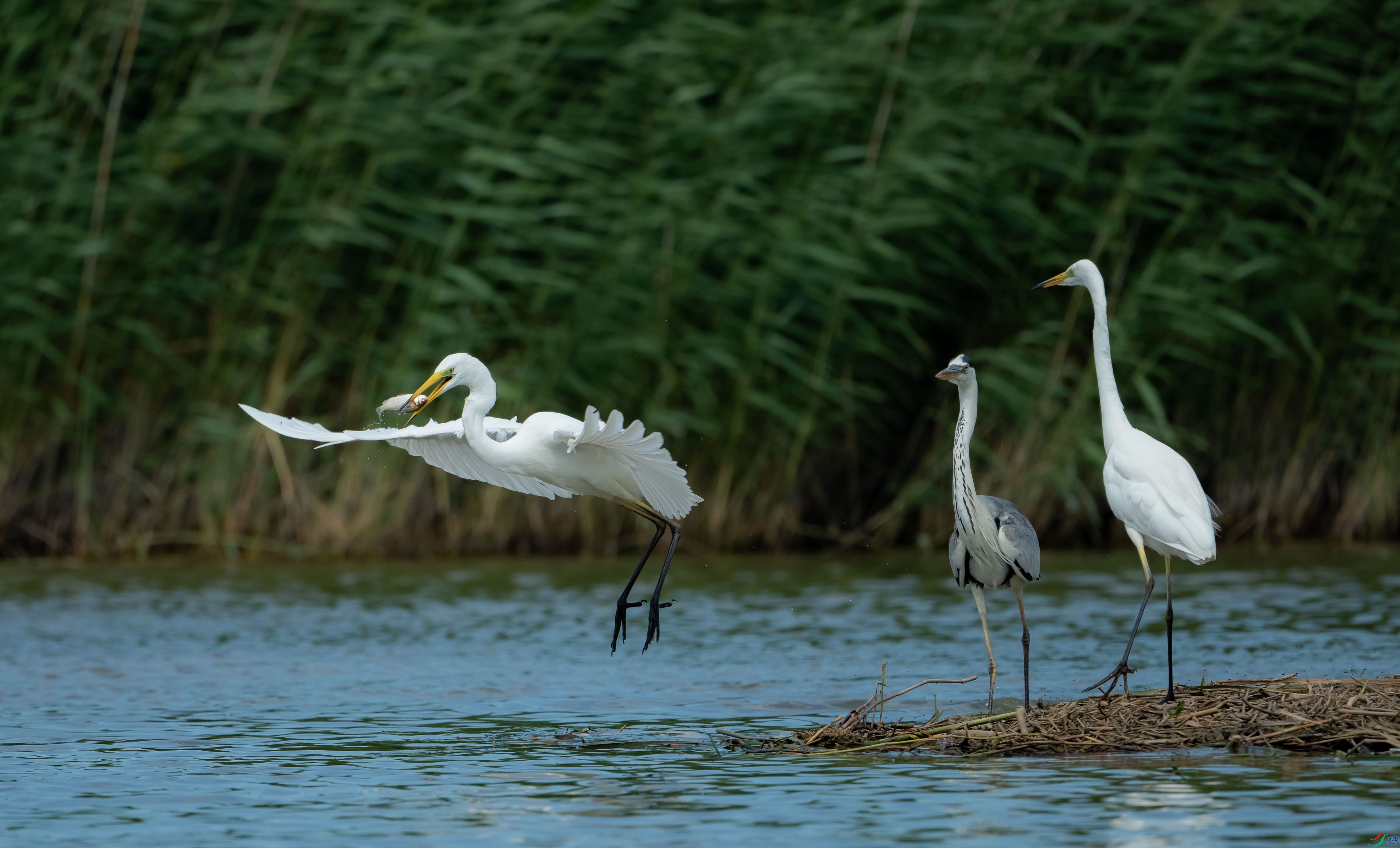 ���ذ���