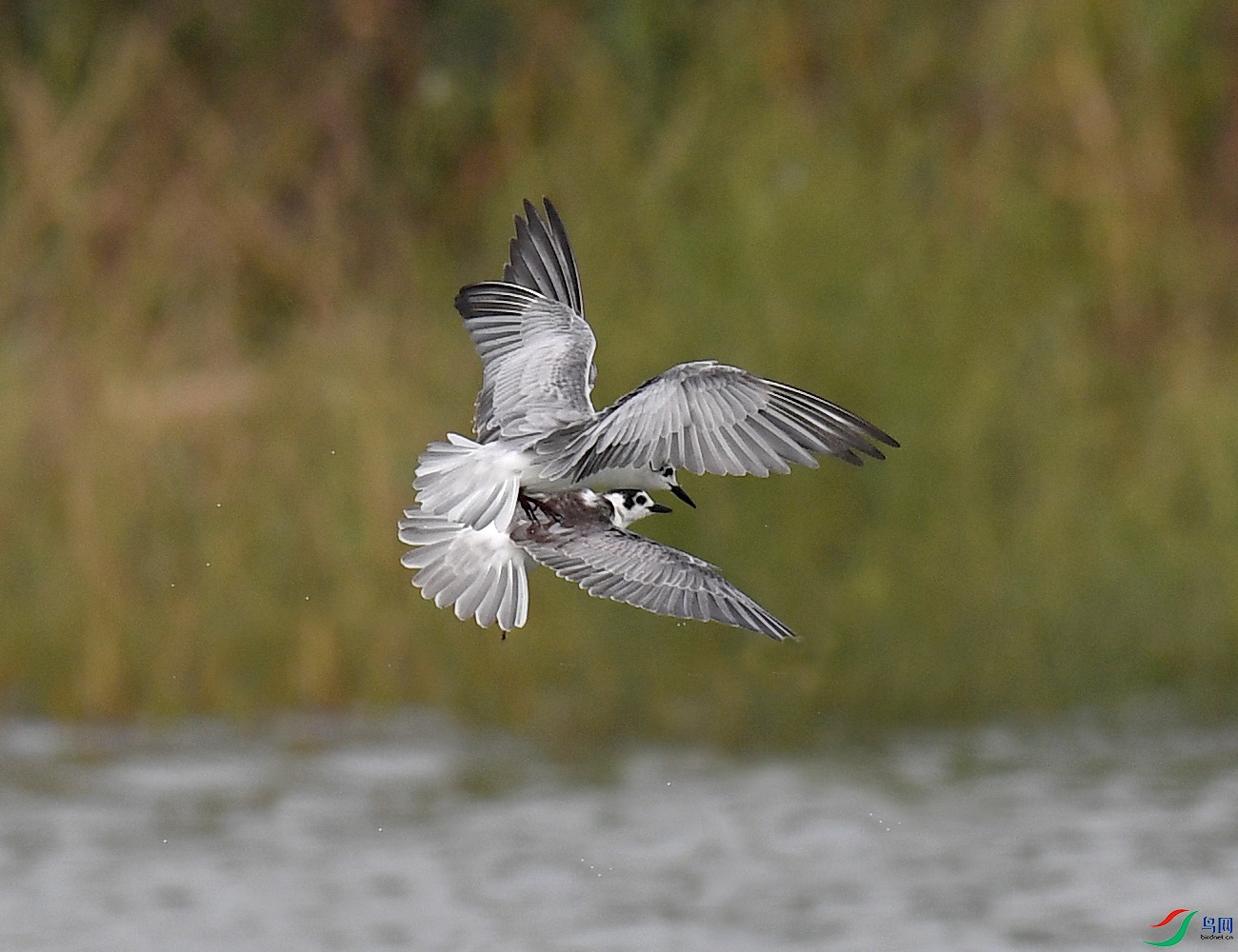 DSC_7628.JPG