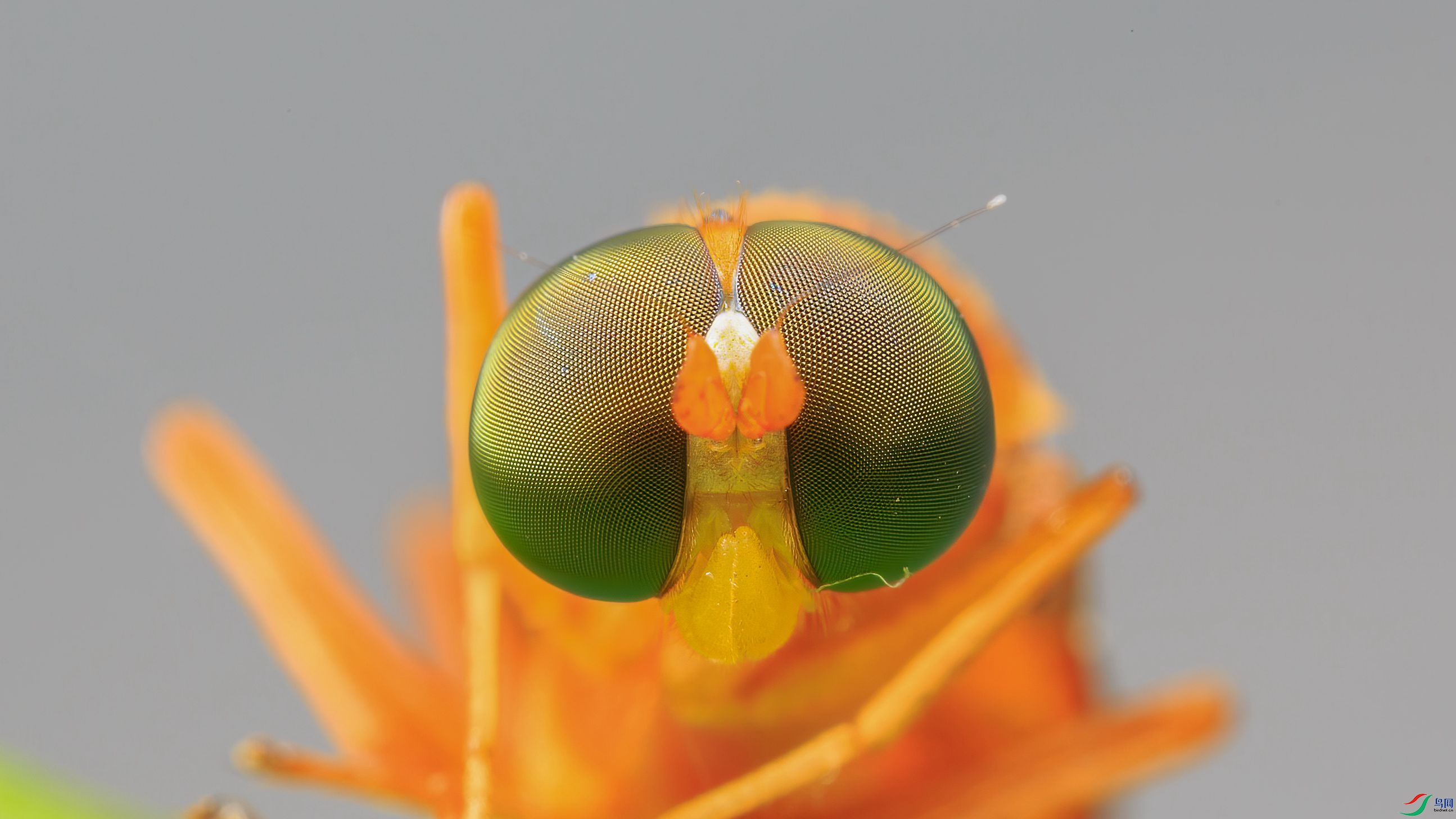 7G9A6762-1_����.jpg