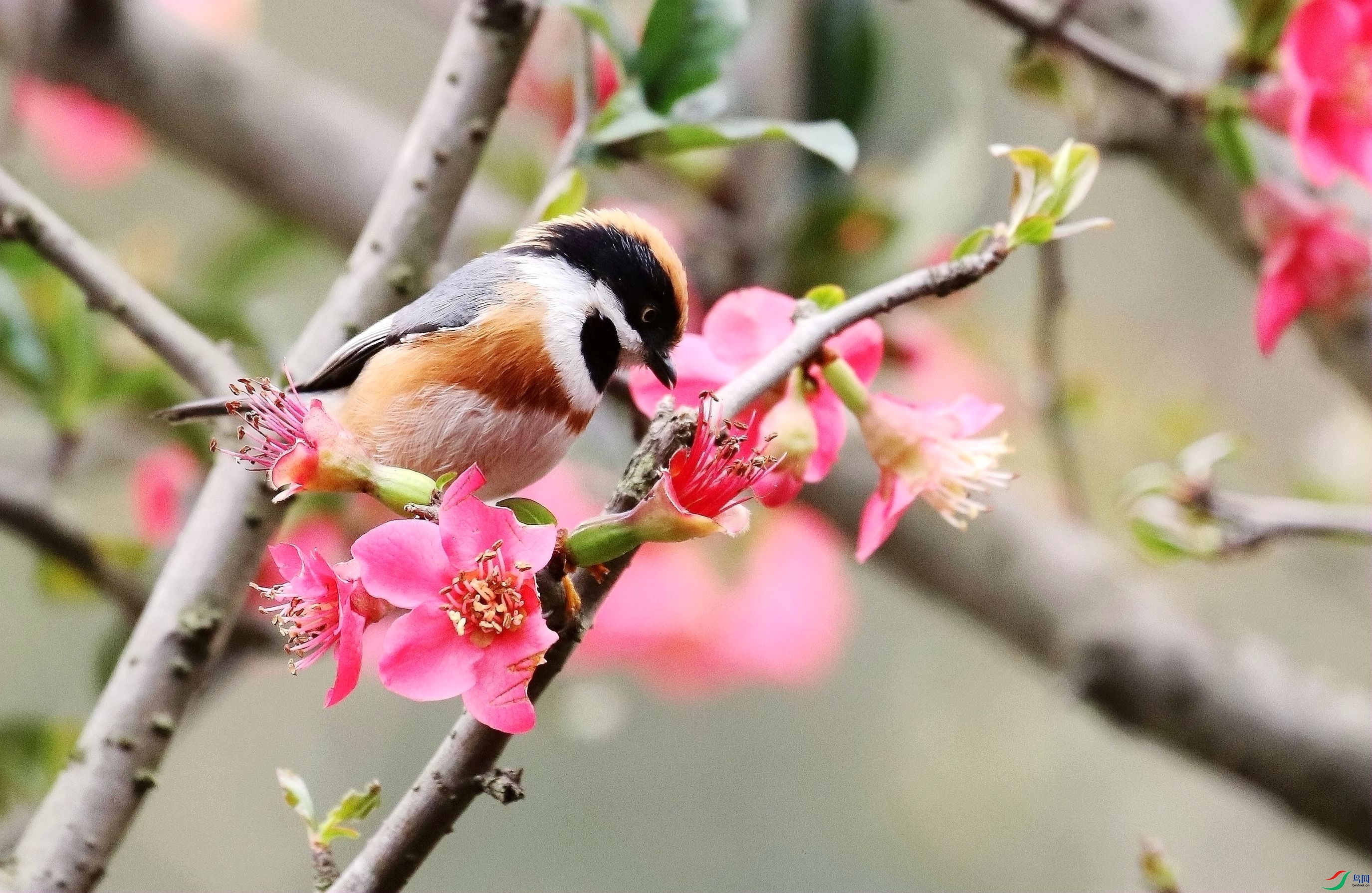 �컨�еĺ�ͷ��βɽȸ1U4A5305_����.jpg