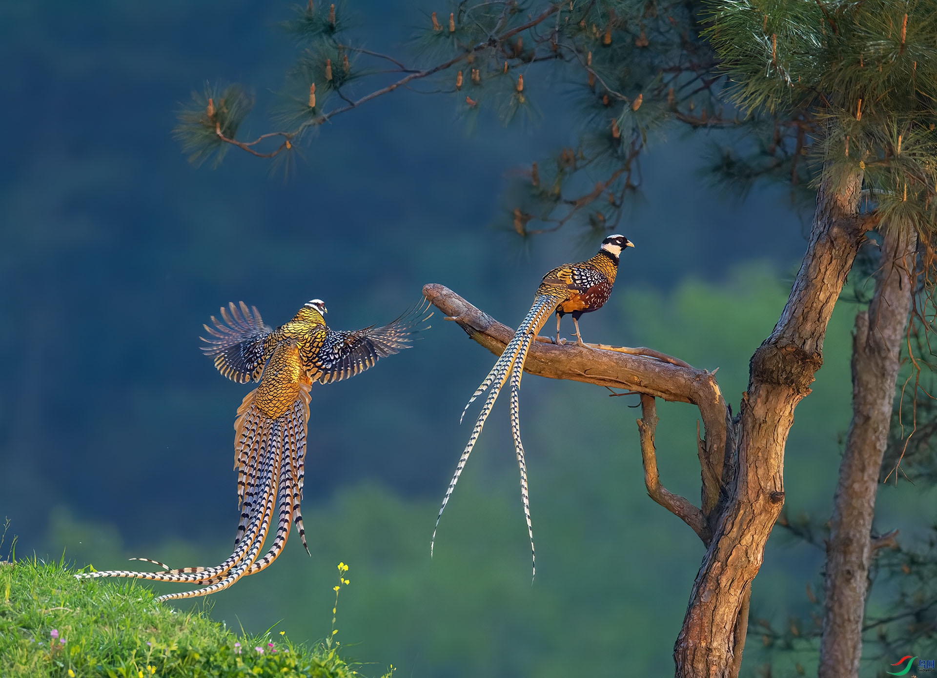 DSC_1903-1.jpg