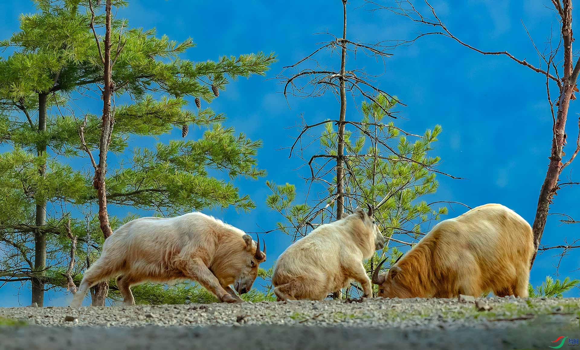 _40I3938 ����.JPG