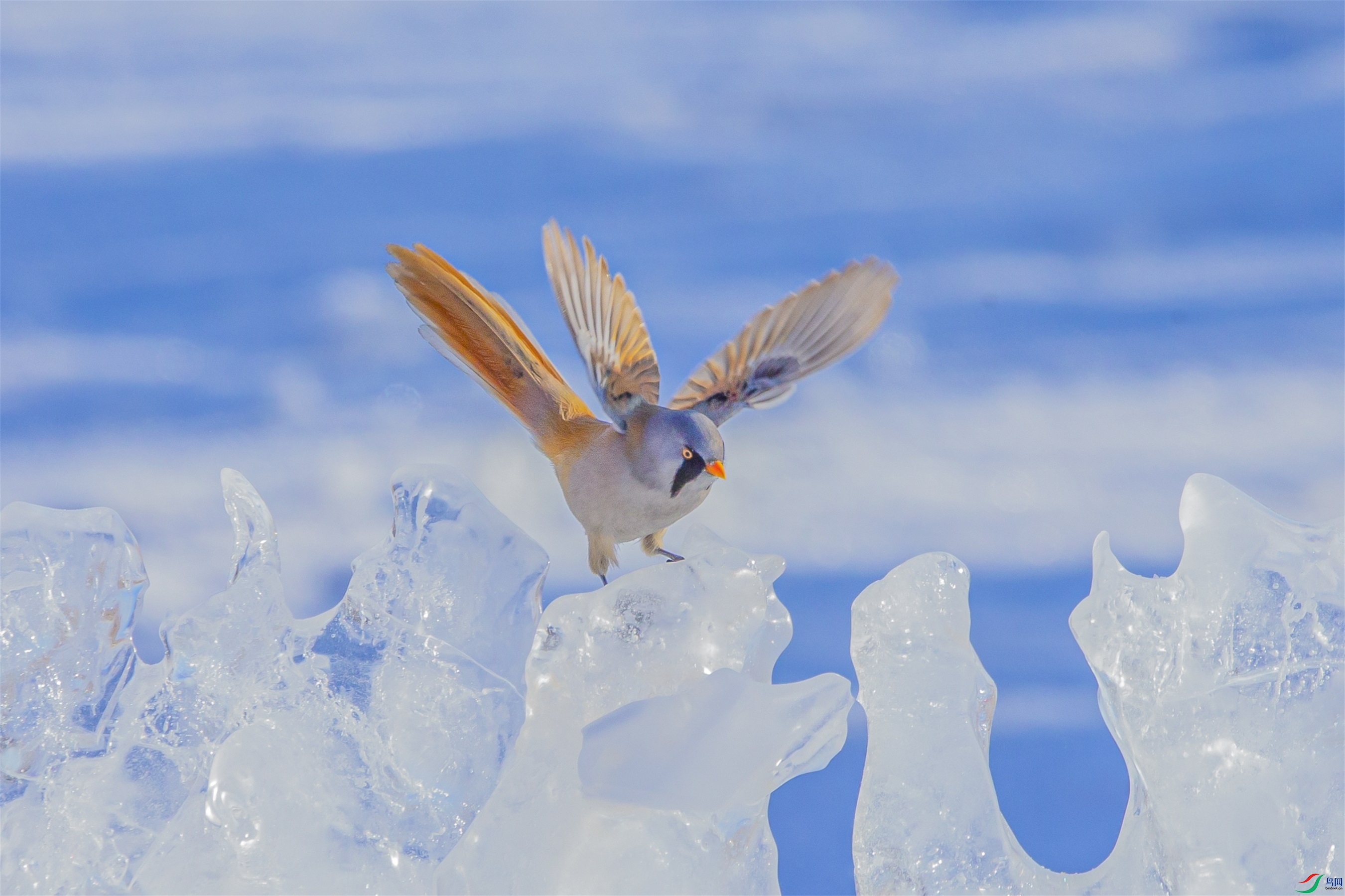 498 ����1.jpg