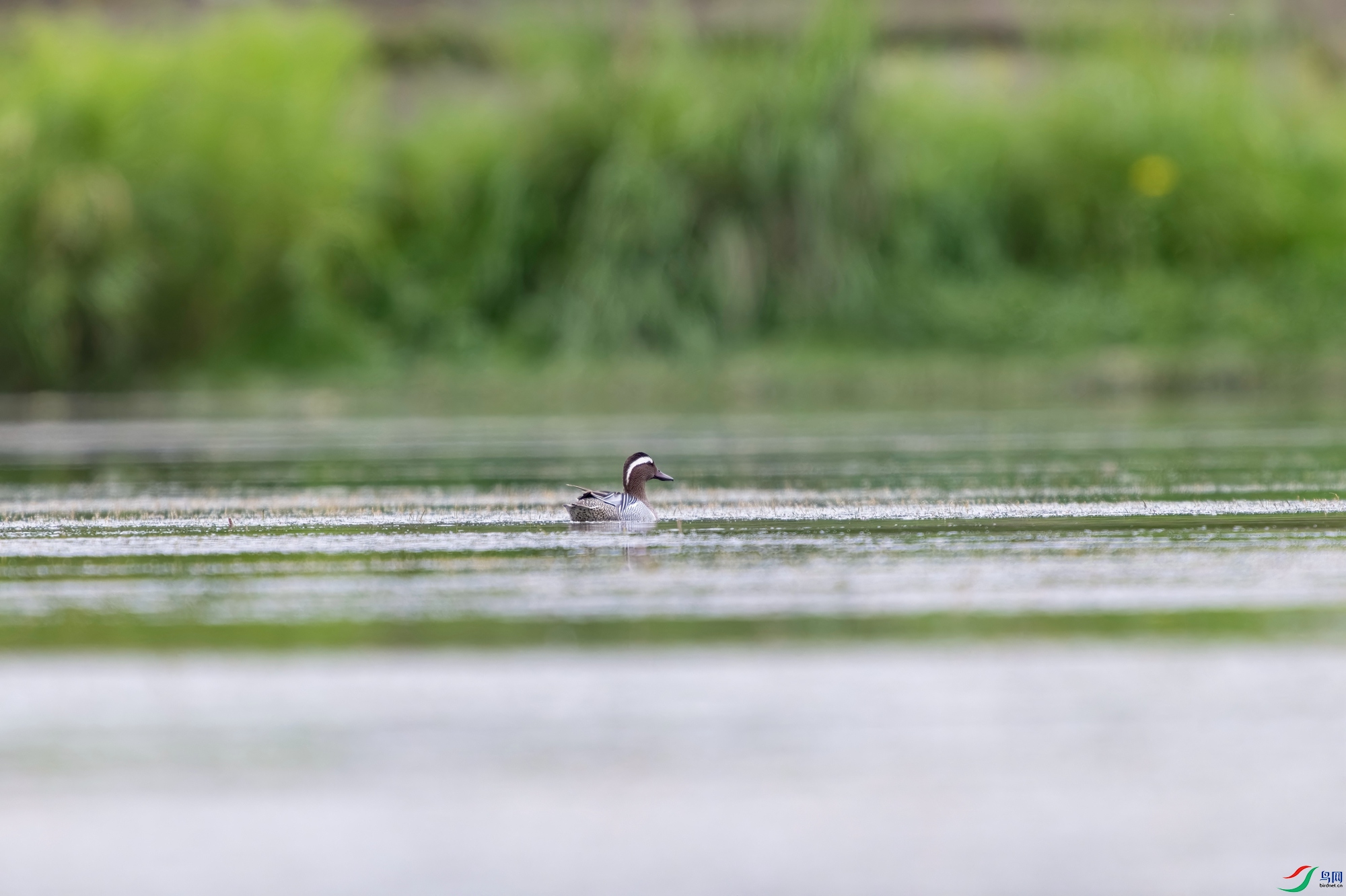 DSC_6098-.jpg